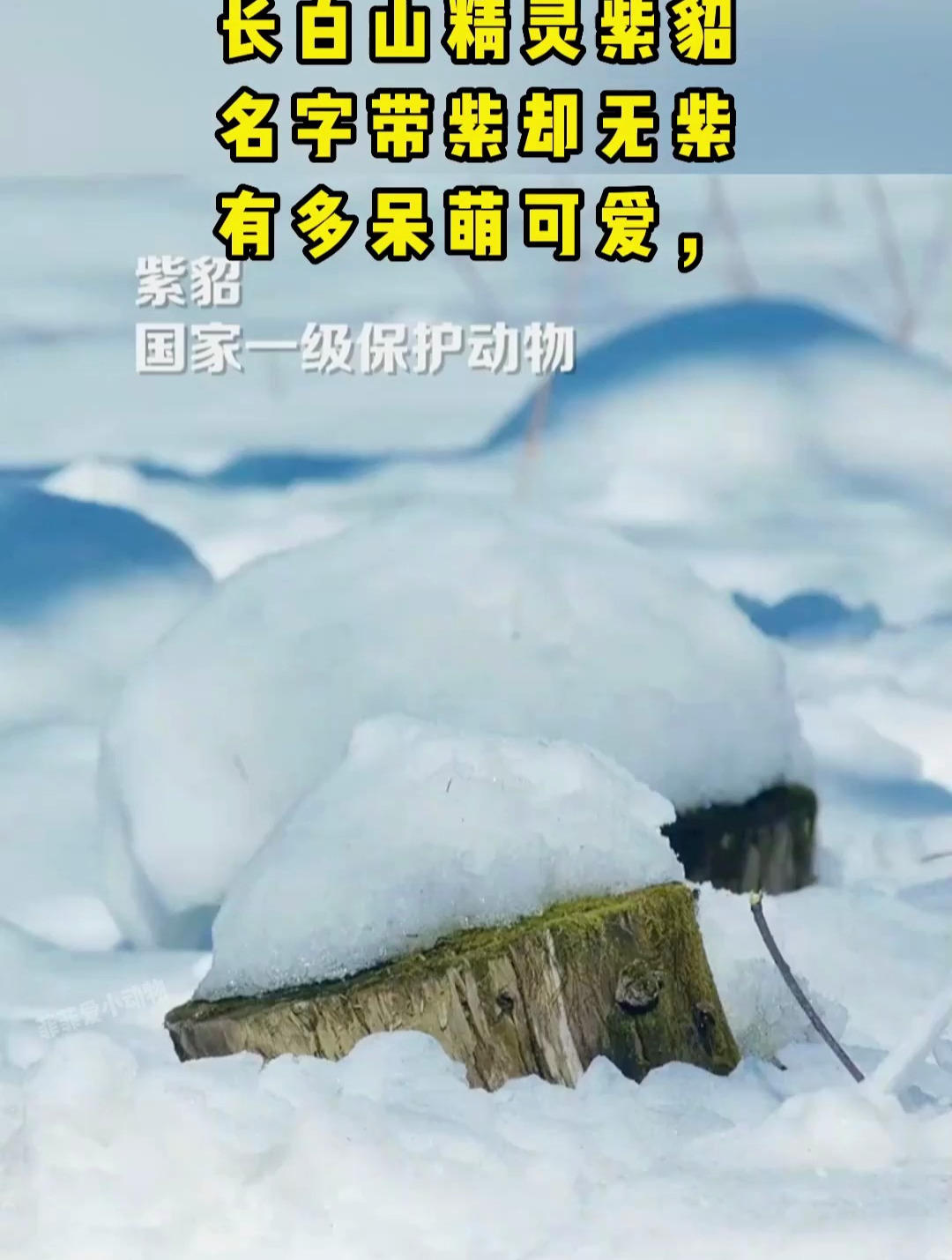 长白山精灵紫貂国家一级保护动物网友呆萌呆萌的