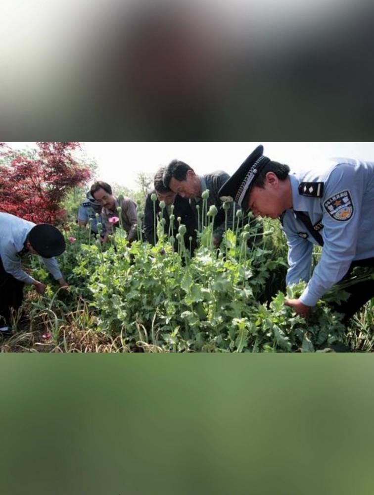 还想鱼目混珠!男子菜地里种罂粟和虞美人混一起