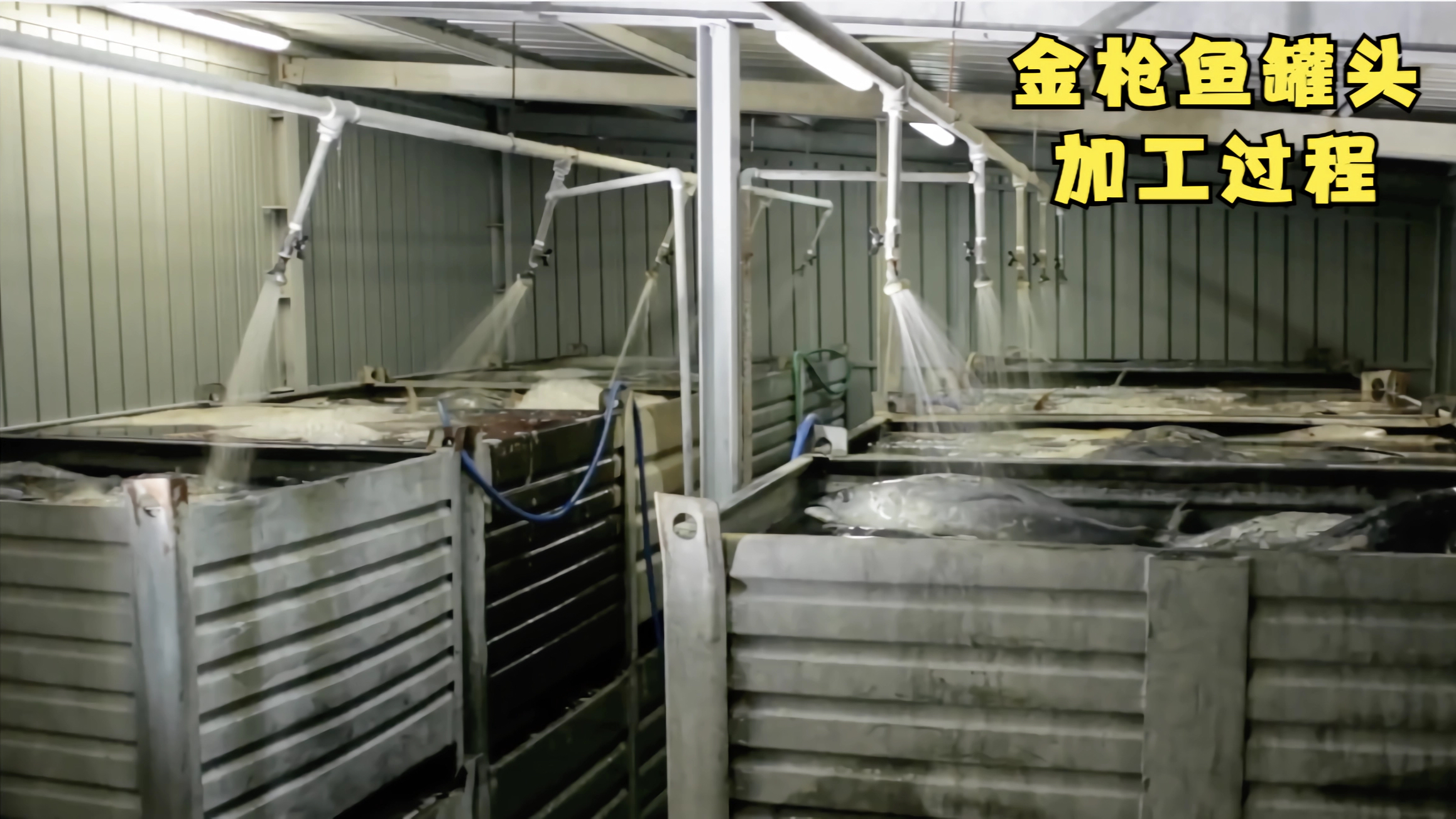 原来金枪鱼罐头是这样在工厂制作加工的!看完涨知识了