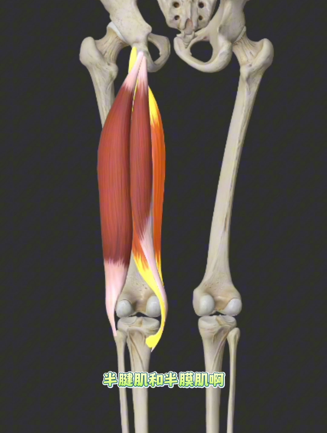 半腱肌和半膜肌解剖图图片