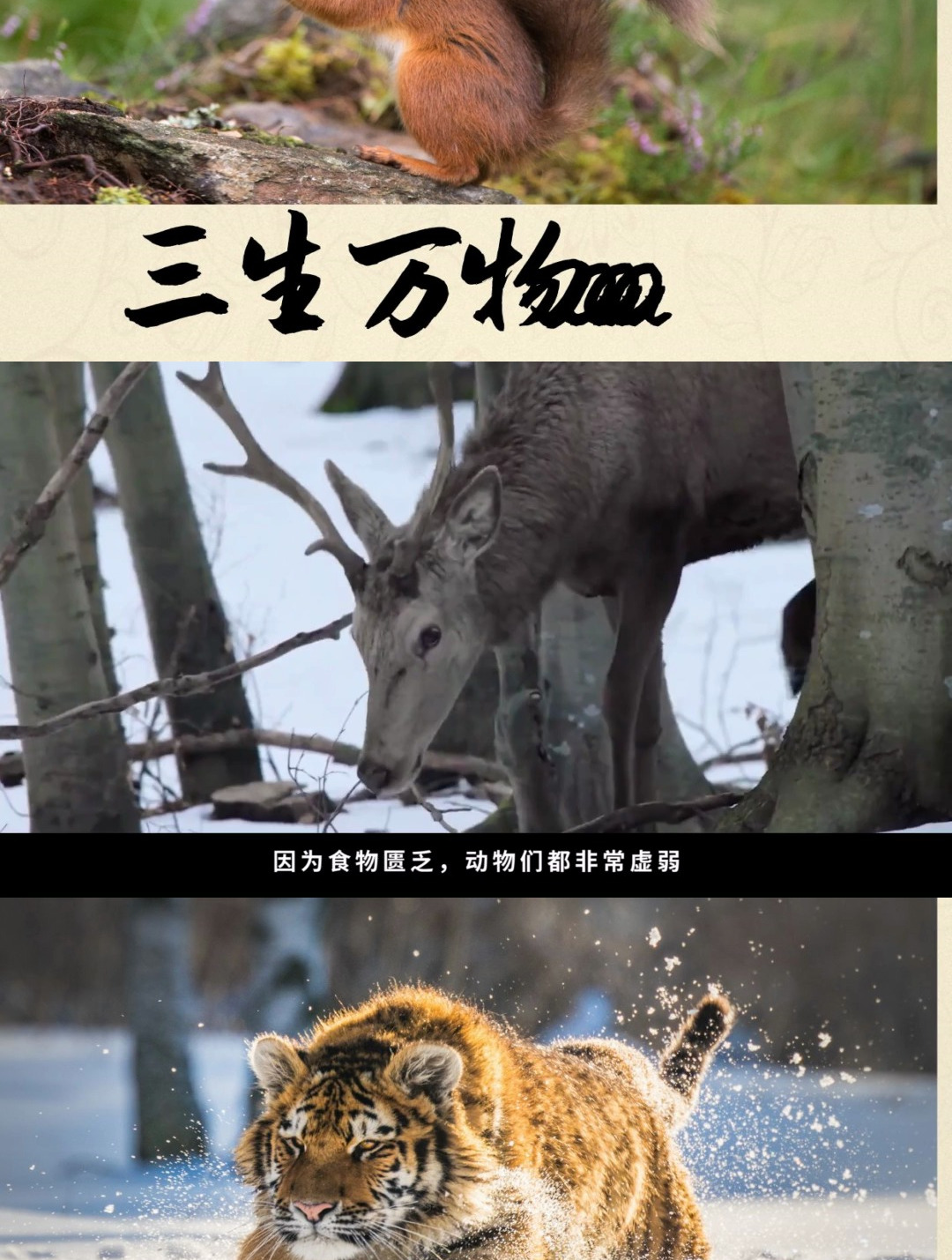 狼王被棕熊一掌击毙,母狼带领孩子绝地求生,2020年宝藏级纪录片-度小