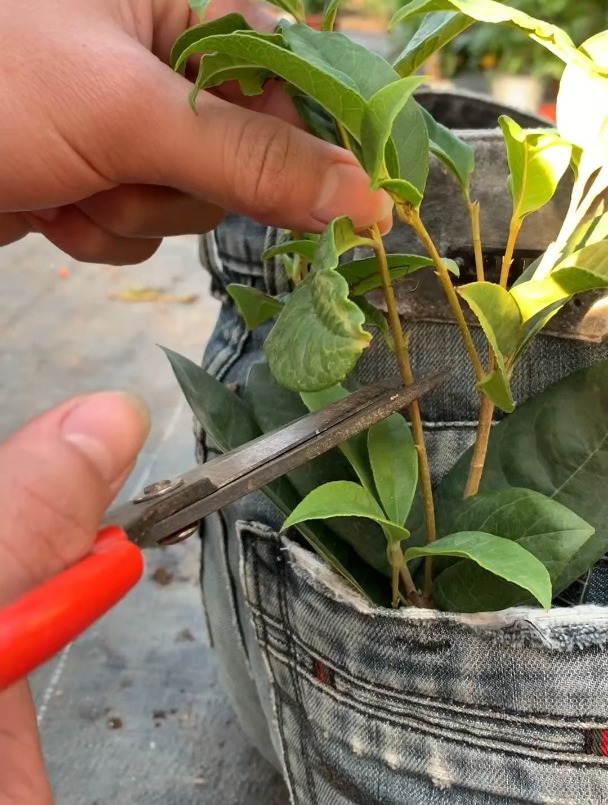 桂花不用买 剪根枝条就可以扦插成活