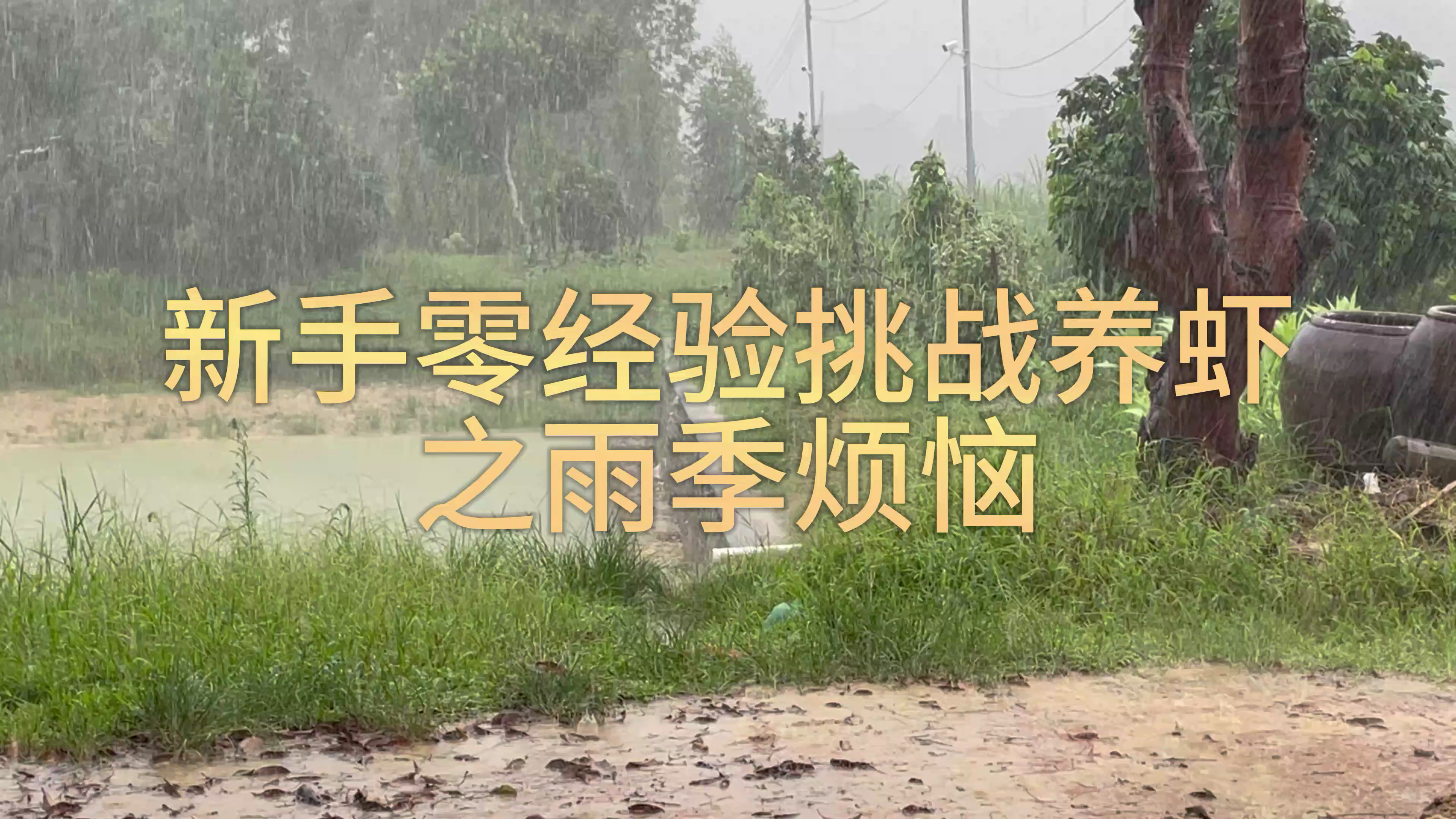新手零经验挑战养虾之雨季烦恼 水产养殖 南美白对虾 蜕壳不遂