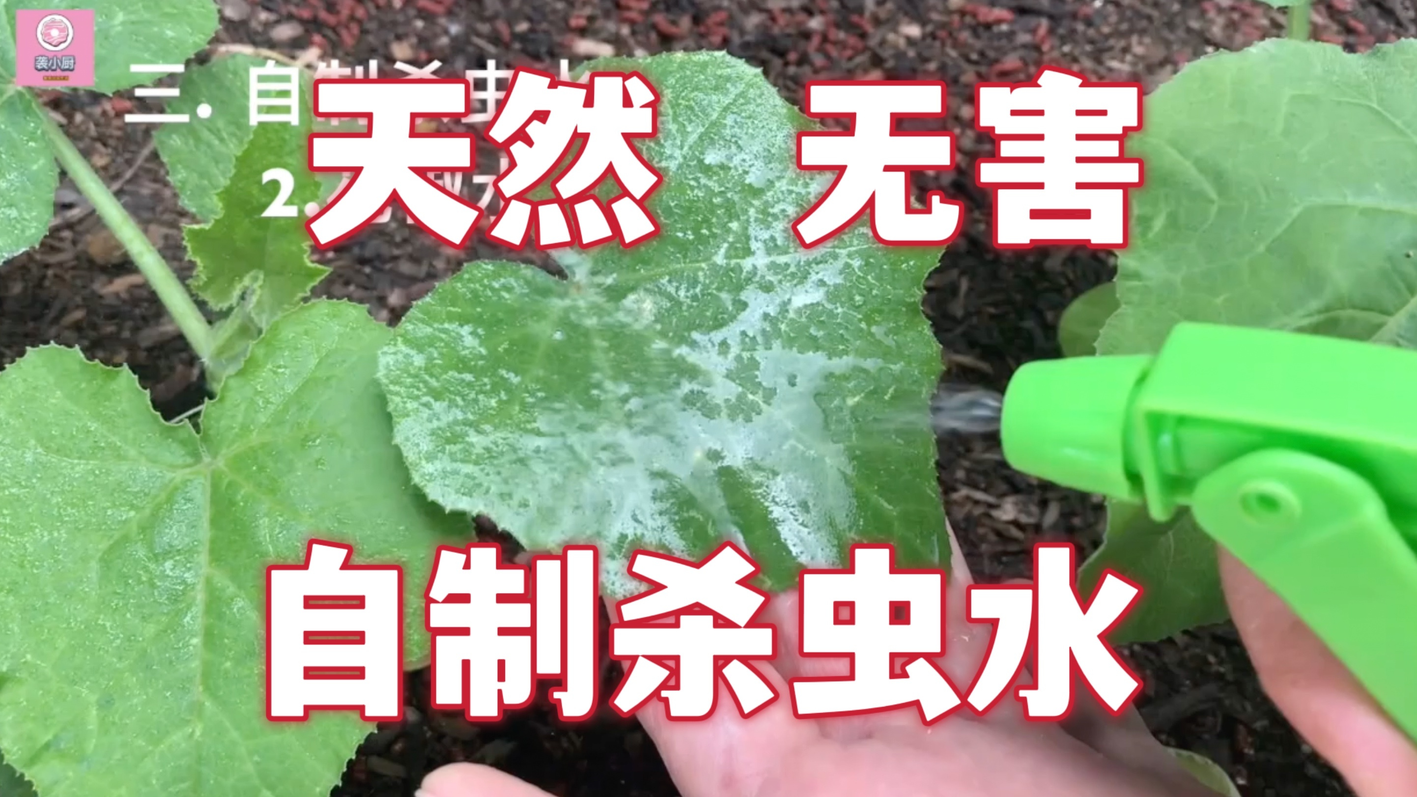 有机种菜生虫不要怕,4款自制杀虫剂,天然无害除虫