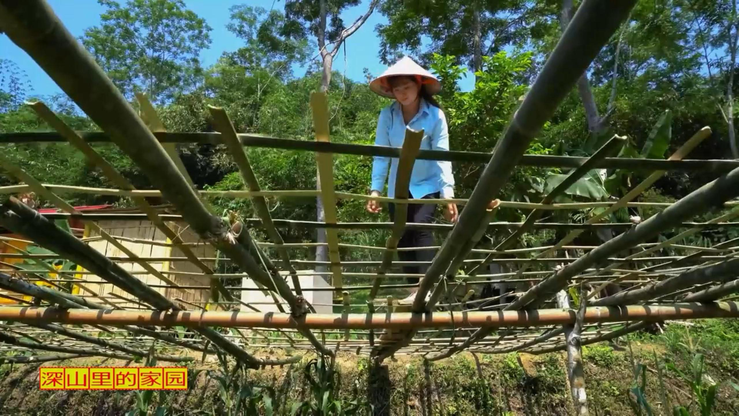 劳作一日就搭了个棚架!这种充满希望的劳作,才是真正的田园吧?