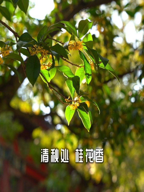 灵谷寺金陵桂花王 踏着清幽小道 感受秋日之静美