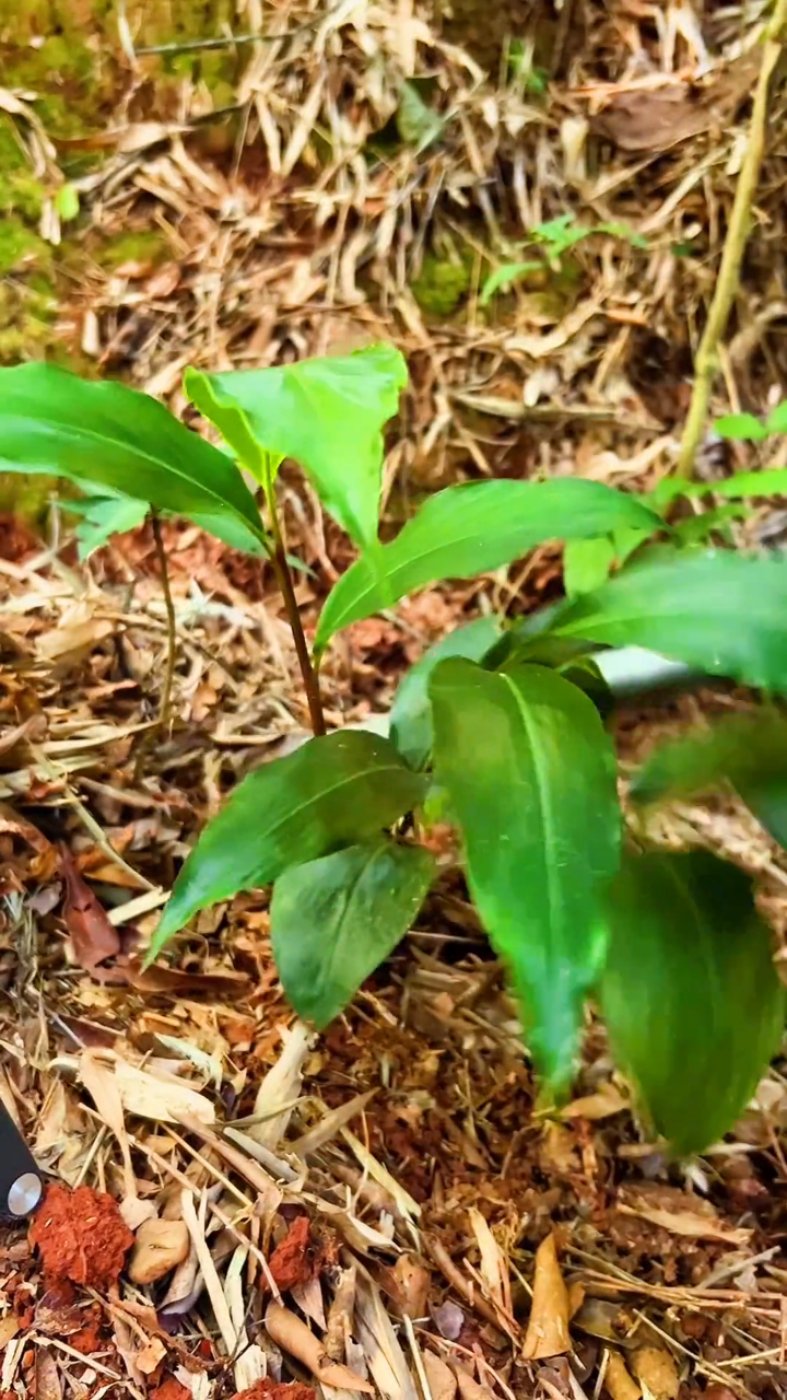 华山姜又叫山姜廉姜你见过吗