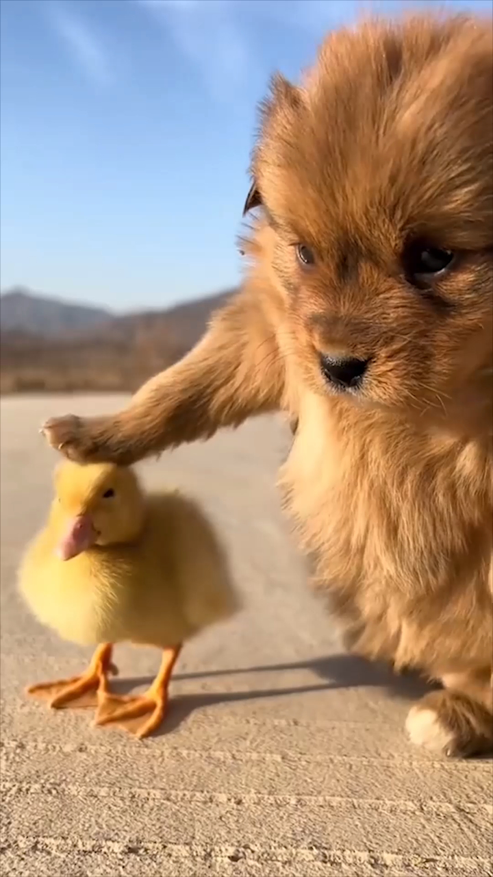 黄鸭恋情图片