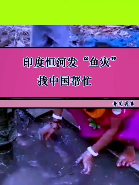 印度恒河鲶鱼泛滥中国吃货们表示不敢吃