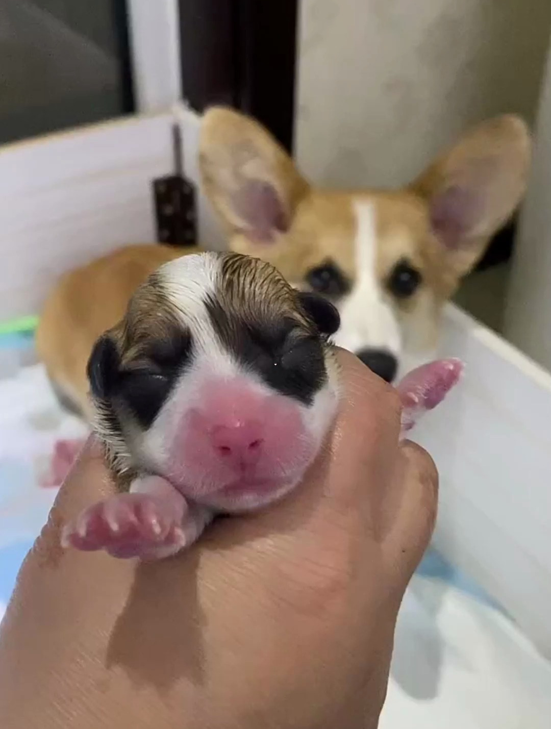 刚出生的小柯基,看着真可爱!