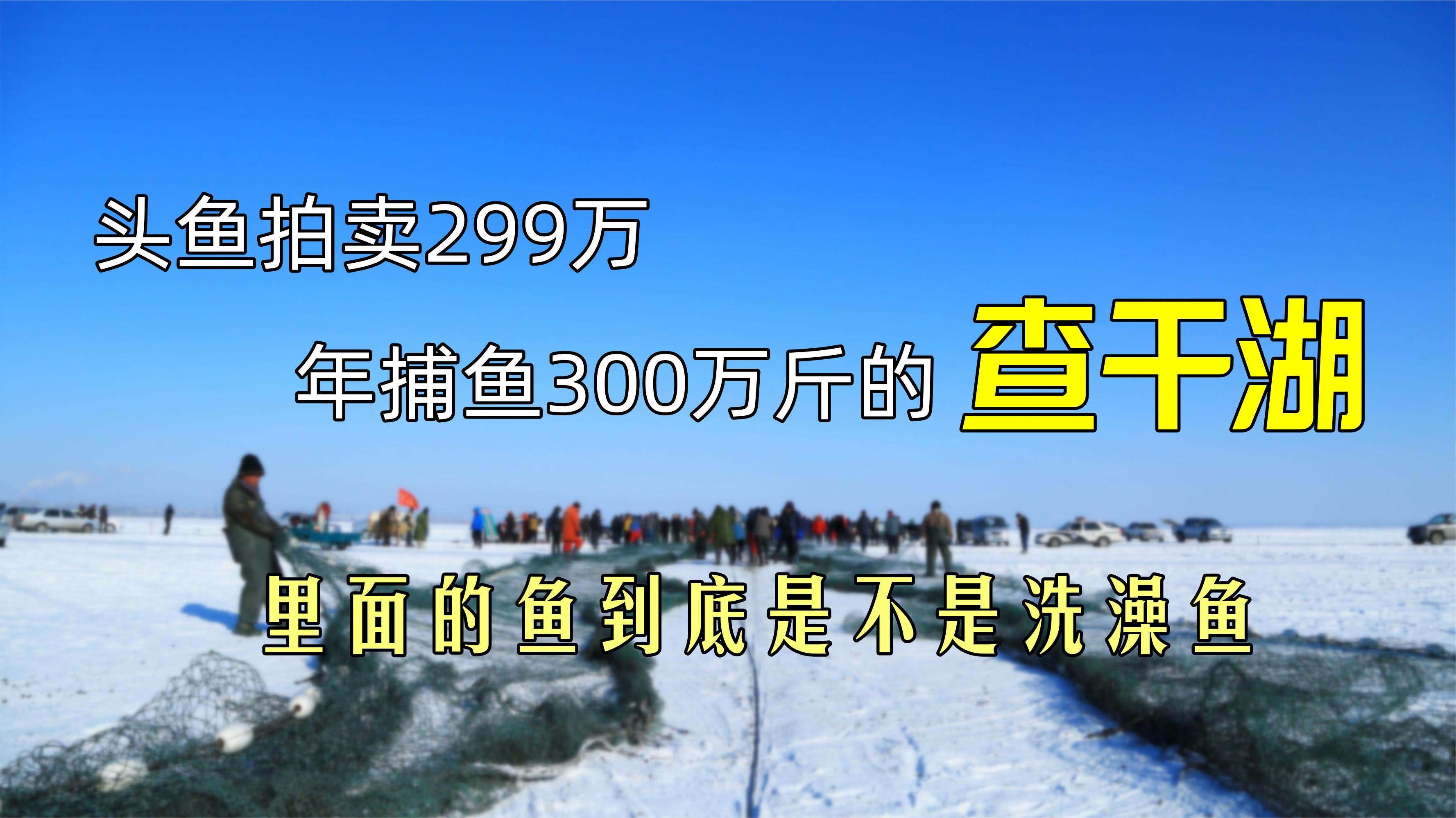 头鱼拍卖299万,年捕鱼300万斤的查干湖,里面的鱼是不是洗澡鱼?