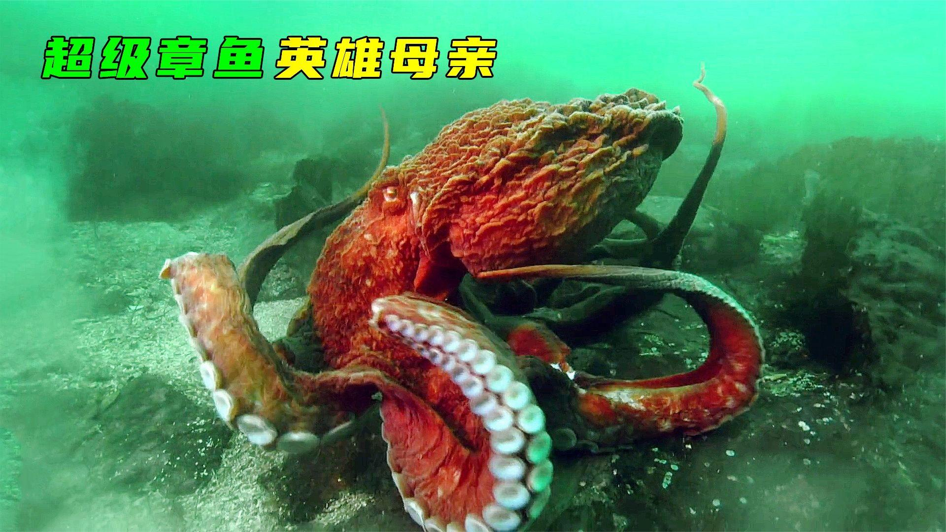 一次产下十万个卵!超大的太平洋巨型章鱼,为了抚育后代牺牲自己