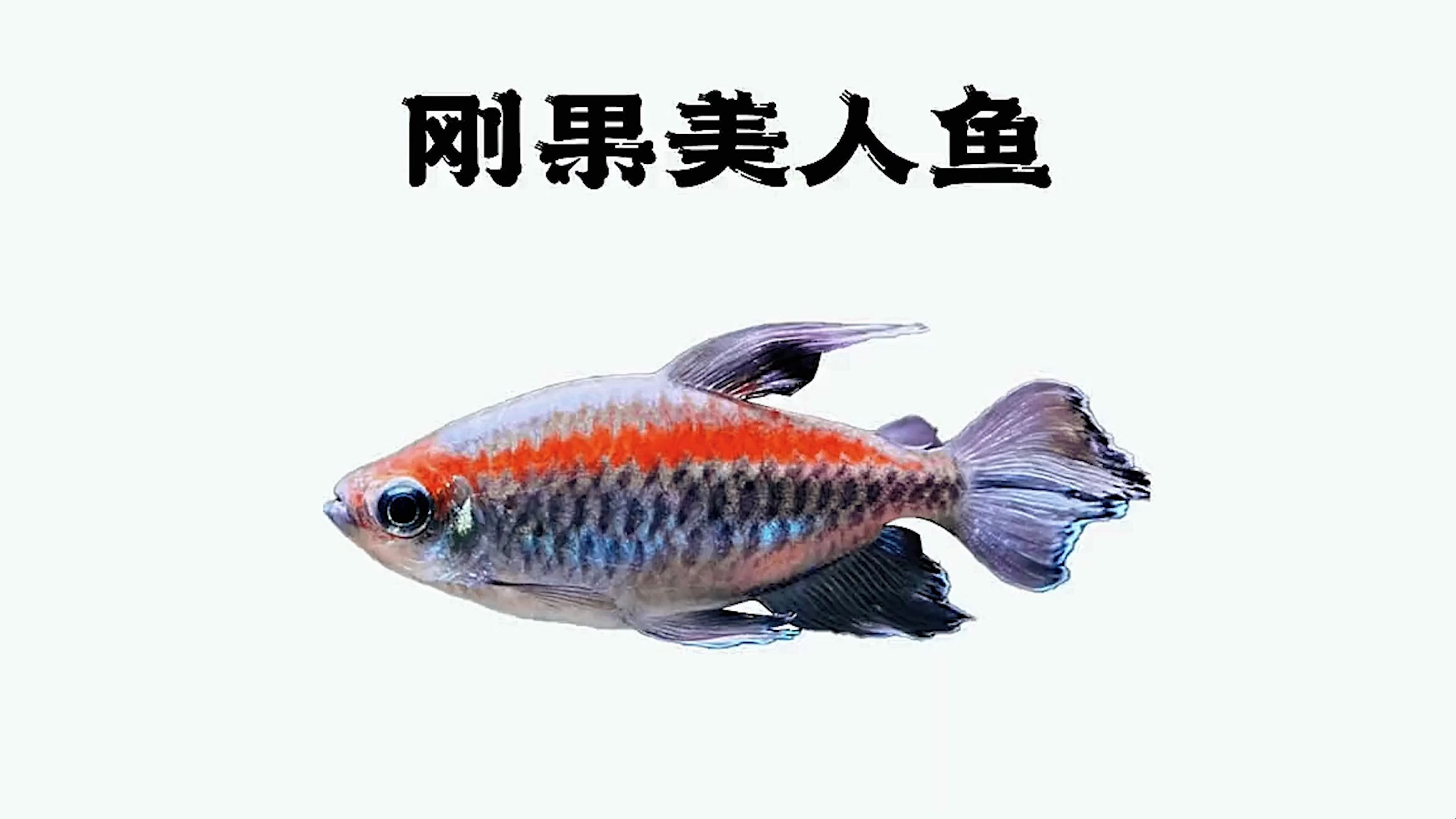 扯旗扯旗,背后扯了一座大旗,刚果美人鱼!