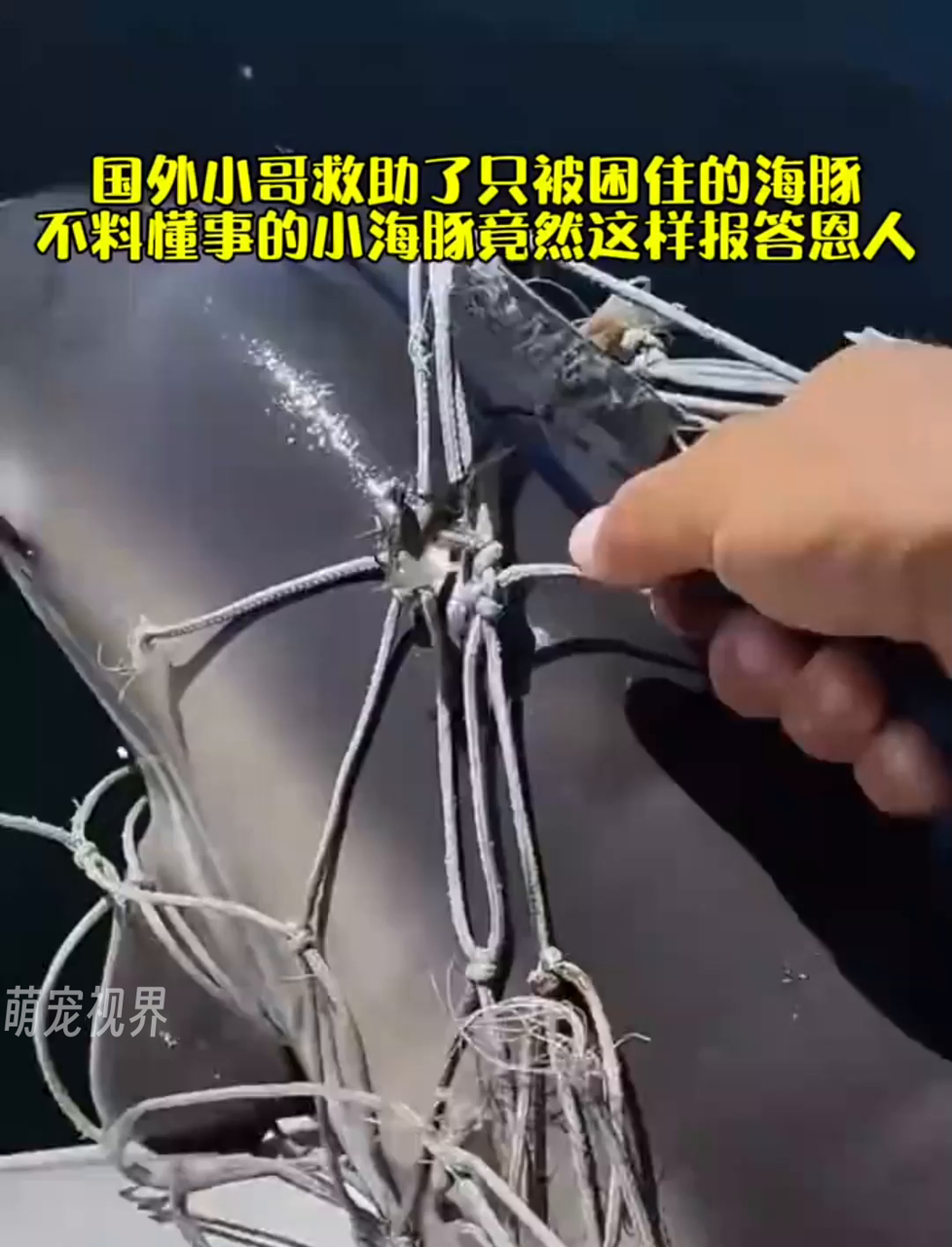 国外小哥海边救海豚,小海豚的感恩方式太暖心了!