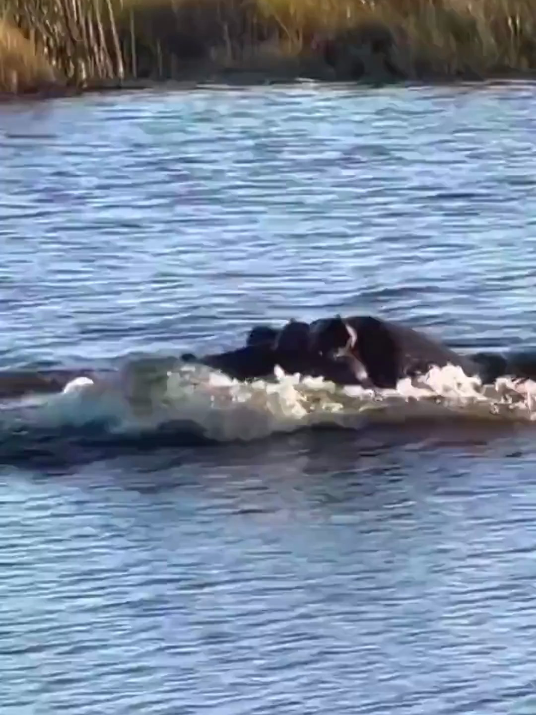 河马的咬合力在动物界排前三狮子当时就慌了