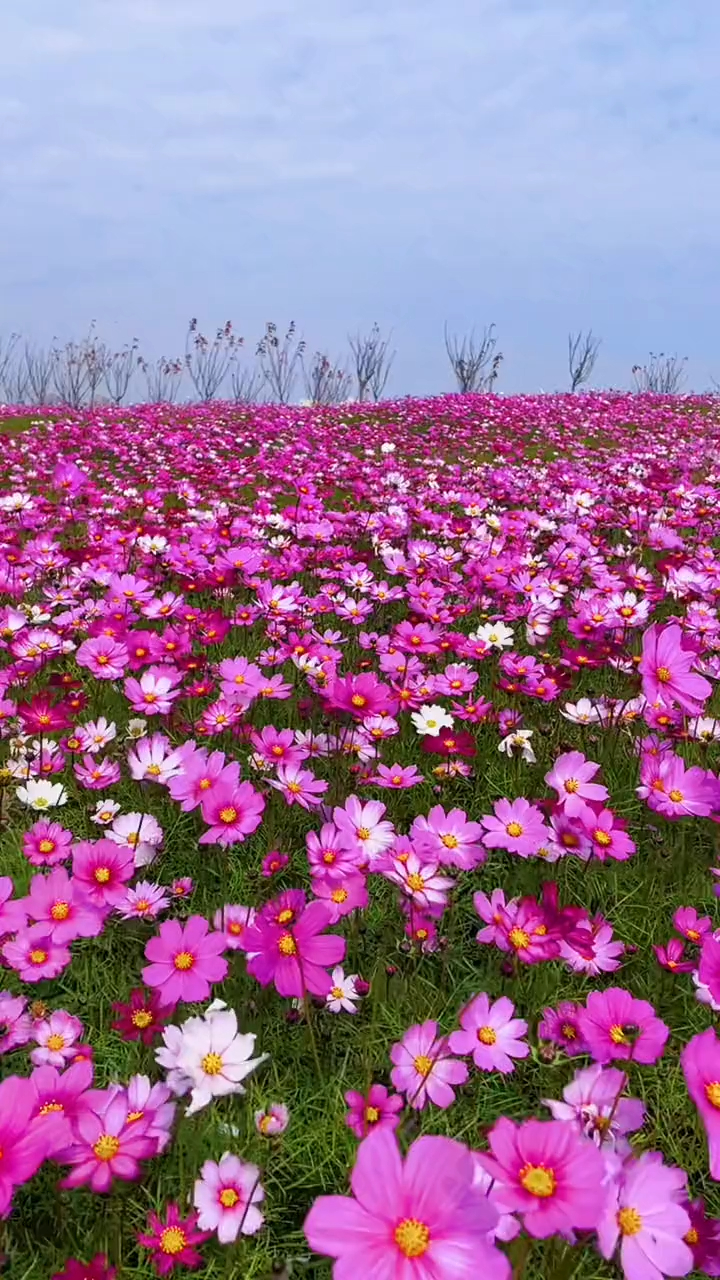 小野花芬菲烂漫,抚媚鲜丽,如一片片红霞