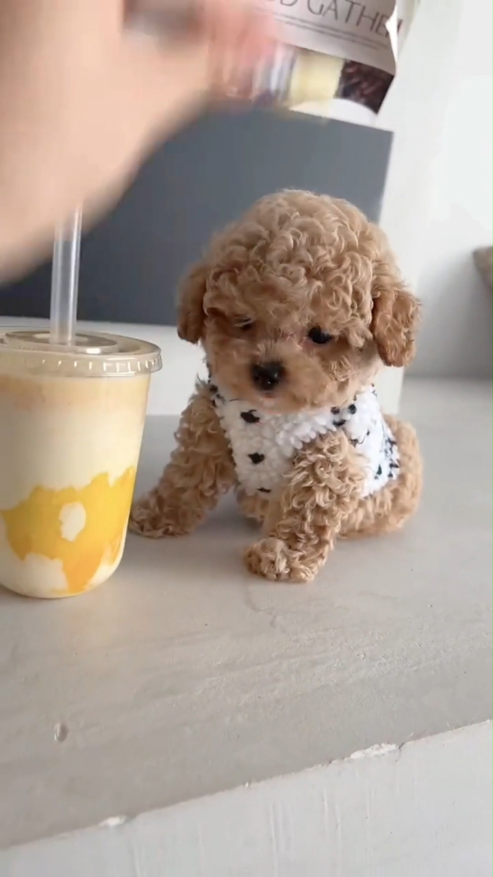 一杯奶茶大小的修狗,是不是可可爱爱