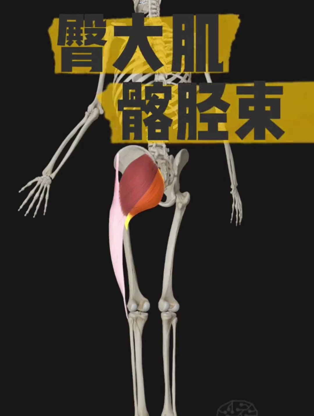 臀大肌分为上下两束,上束和髂胫束相连