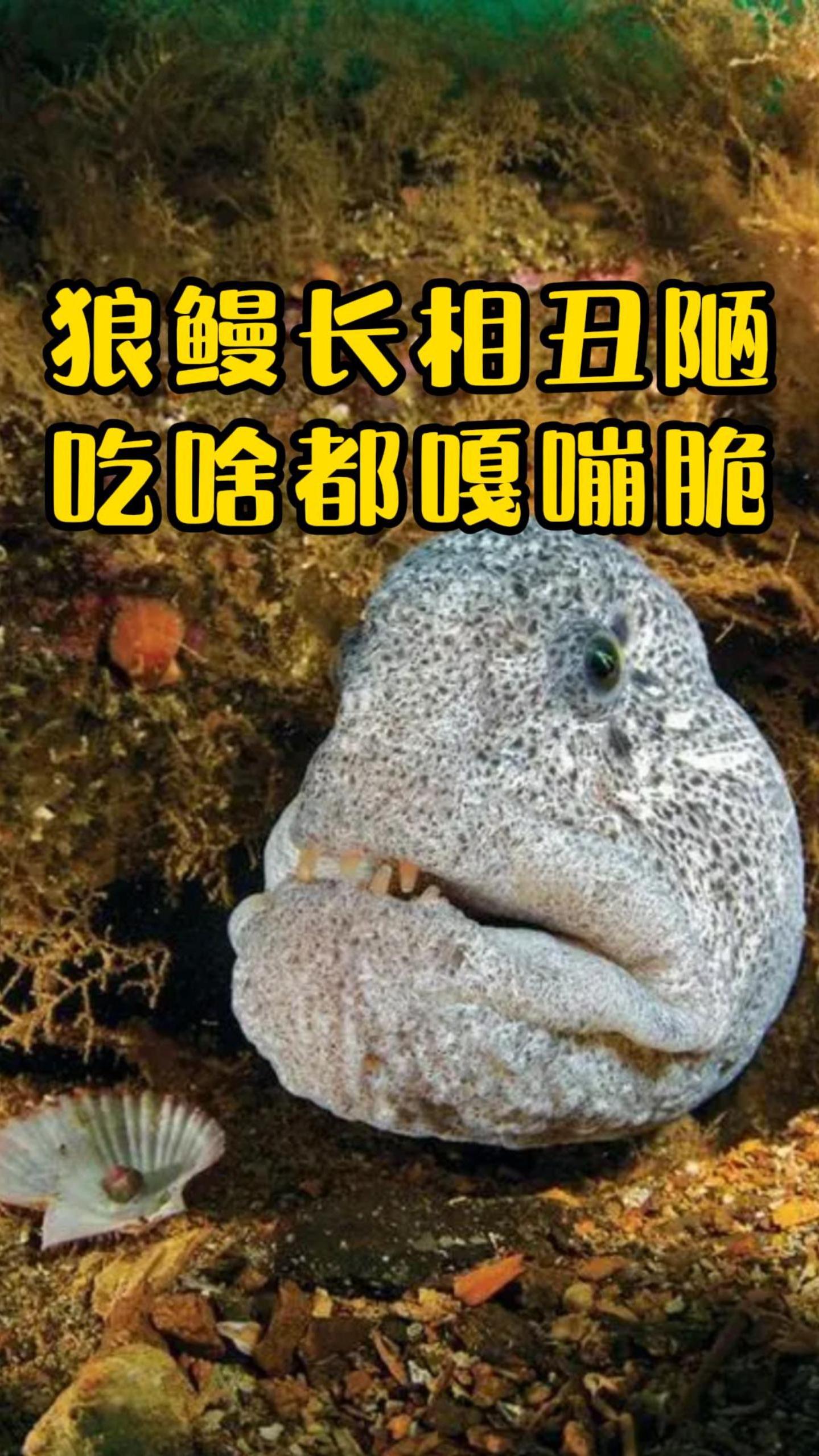 狼鳗长相丑陋,吃啥都是嘎嘣脆,可对爱情很专一!