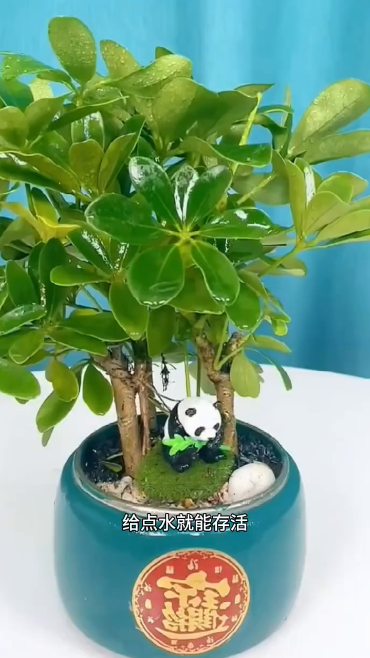 八方来财鸭脚木七叶莲室内花卉四季常青净化空气花卉吸甲醛盆栽