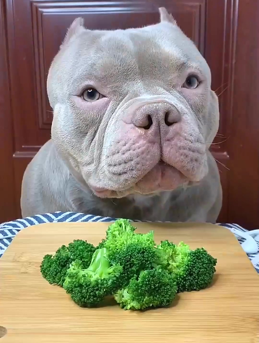 家中的欢乐源泉:狗狗的滑稽动作和搞笑表情集锦