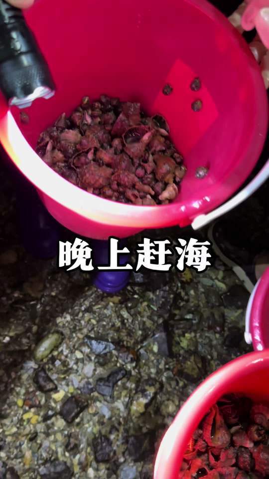 阿梅赶海图片