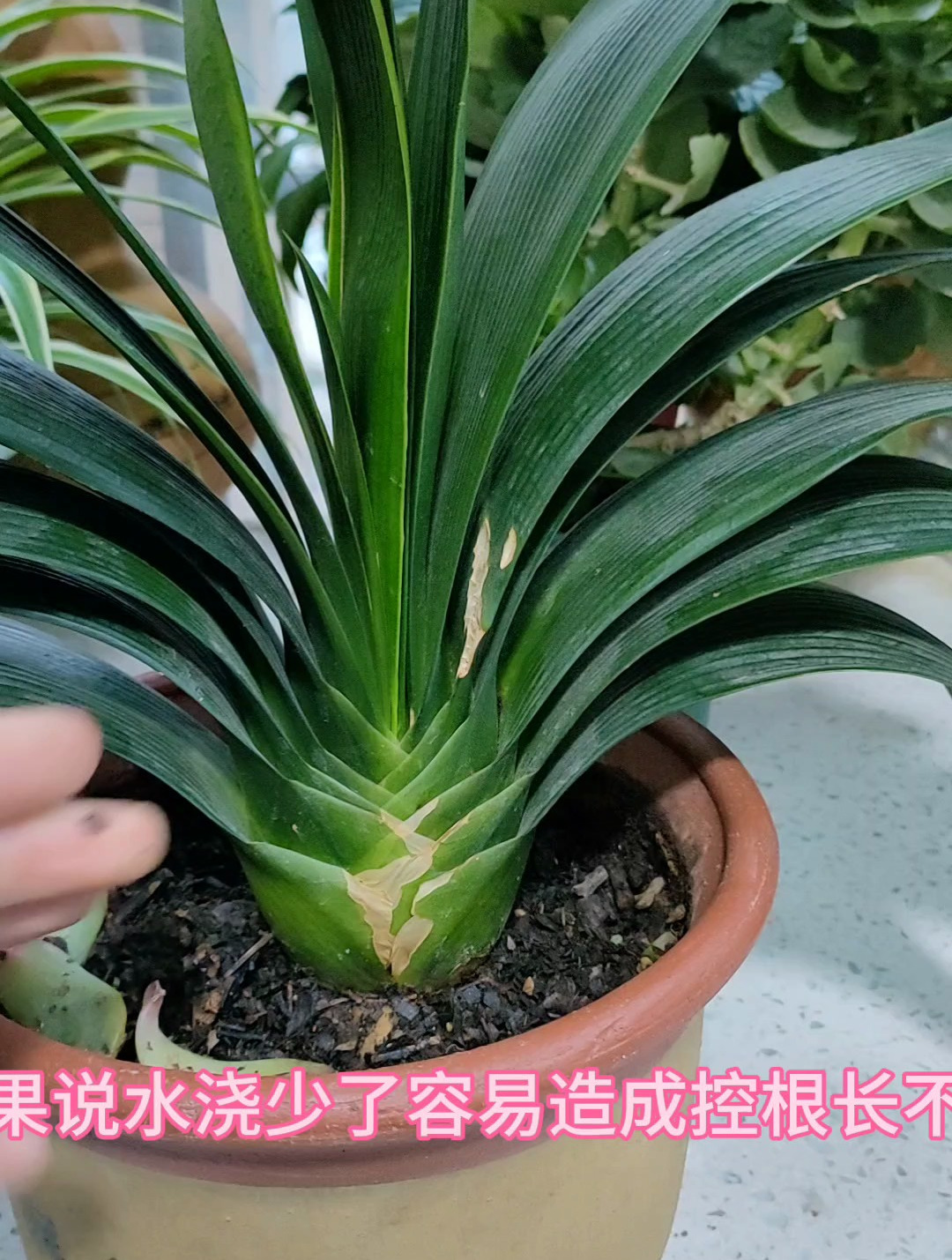 君子兰是否缺水观察2点就知道