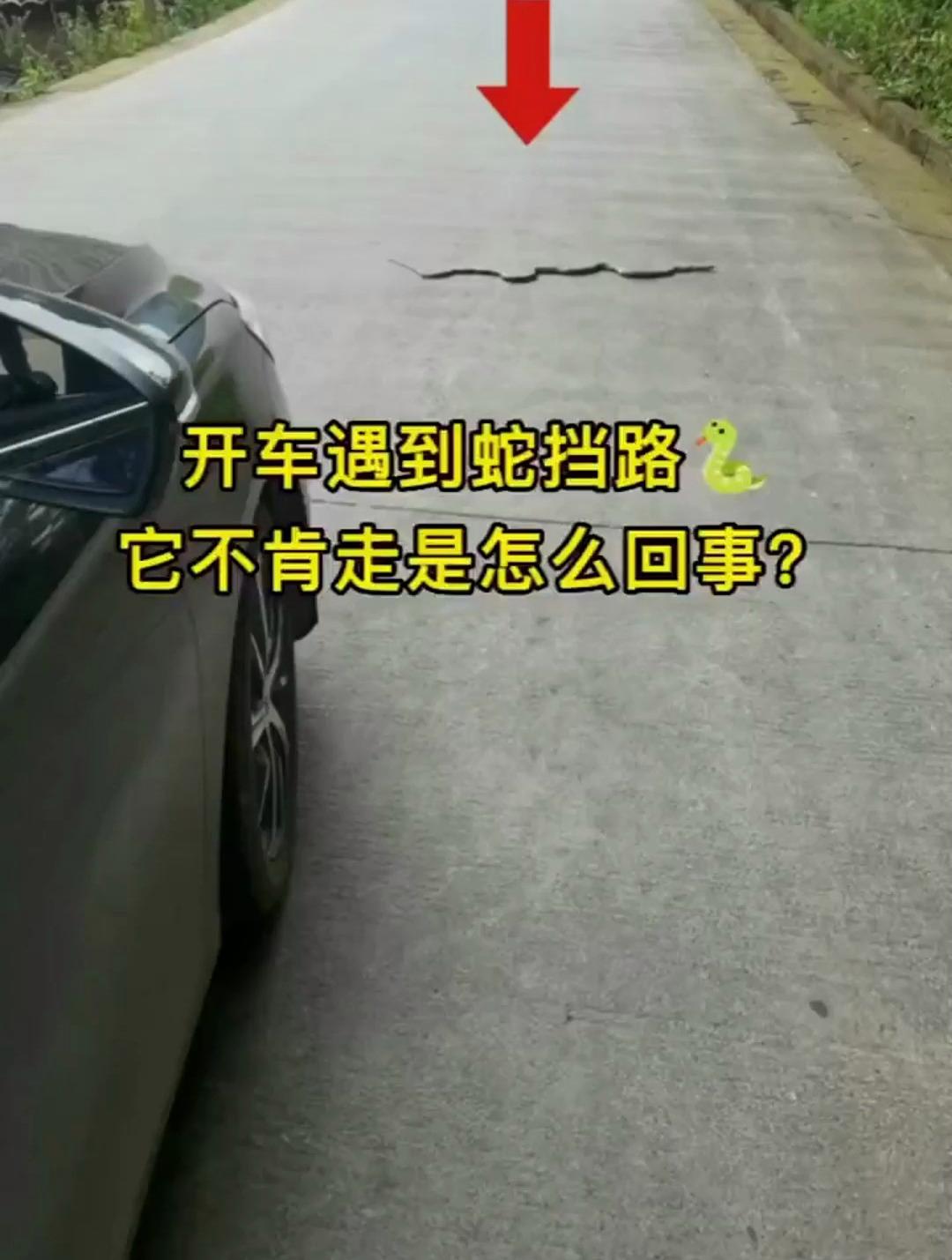 蛇挡路,逆流而上的棍子,变异大龙虾,红衣美女,每件事都有诡异
