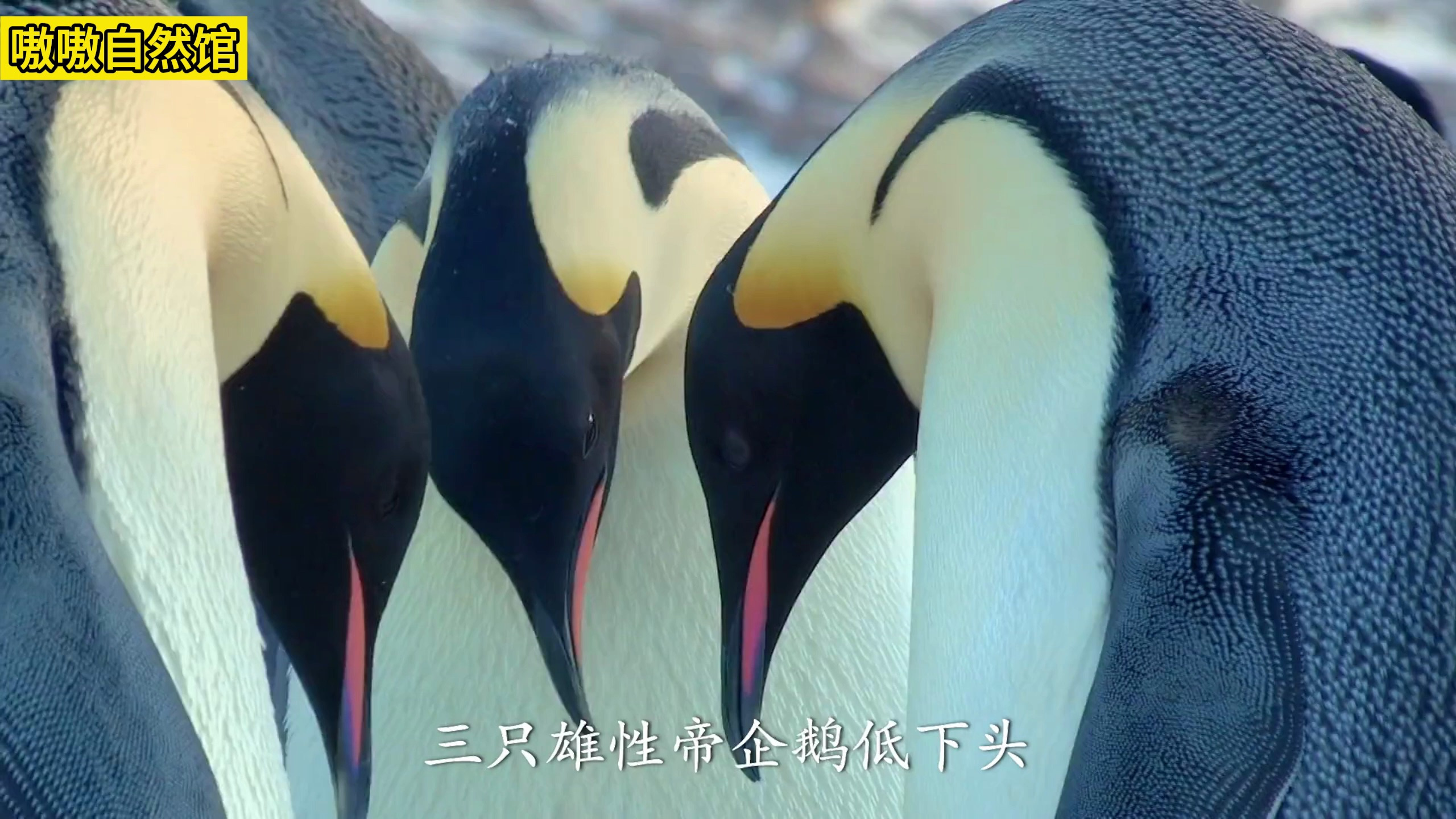 原始母系社会 帝企鹅依旧保持着母生父养的社会关系