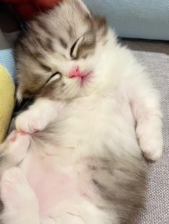 小奶猫睡觉有多可爱