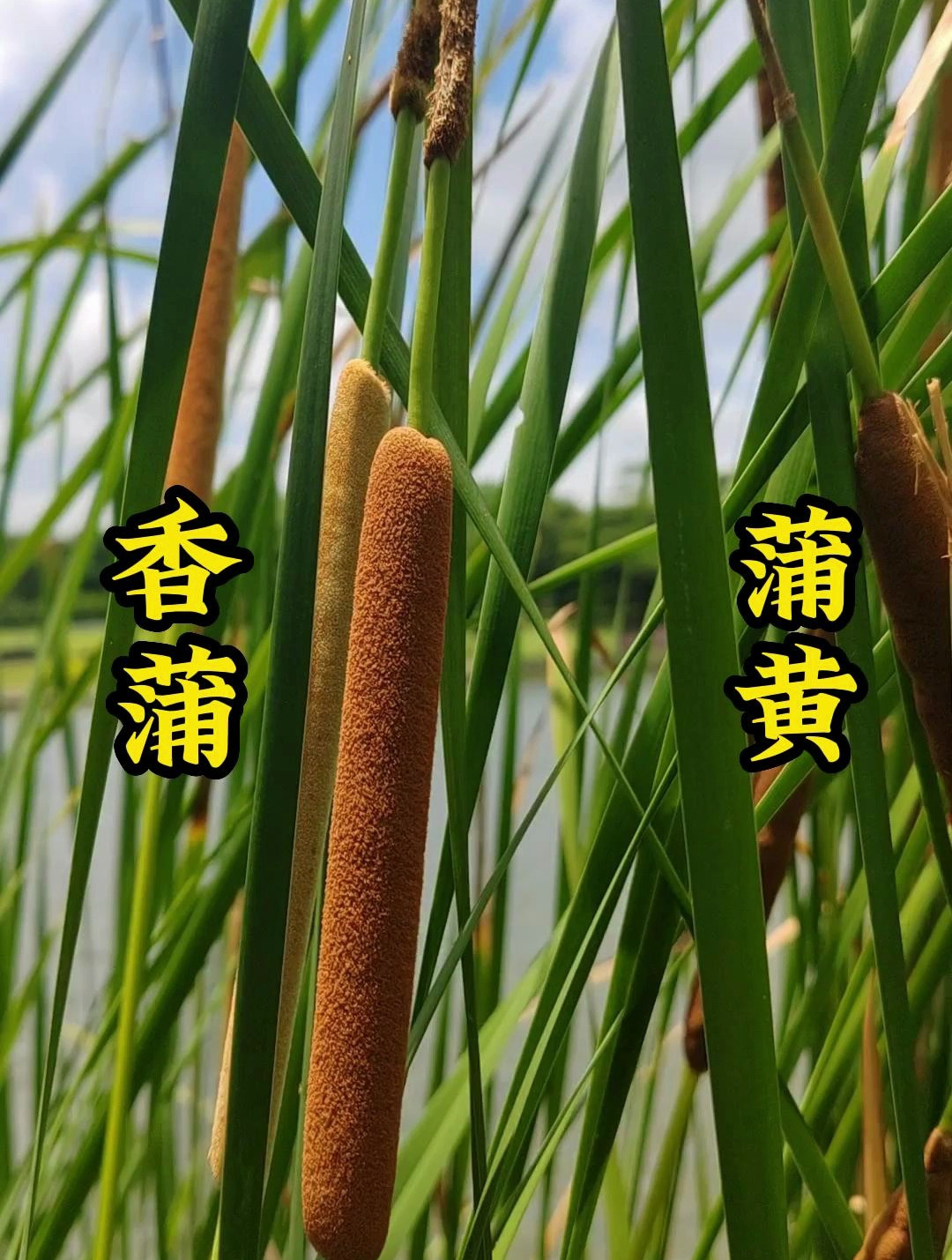 神农上品120味药材,此植物占两味,你知道它的用处吗?香蒲蒲黄