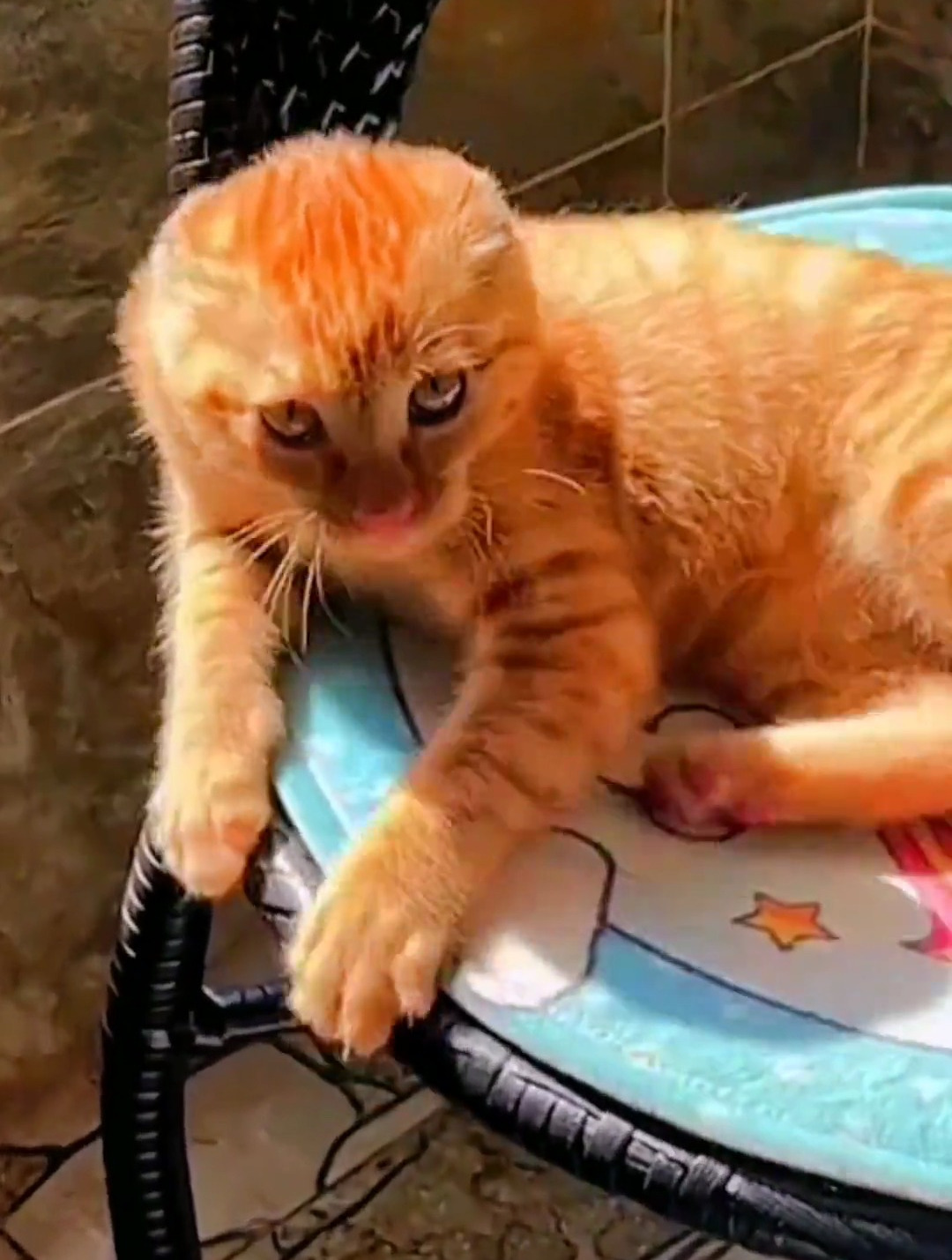 猫咪挨骂时垂下耳朵是在认错吗?