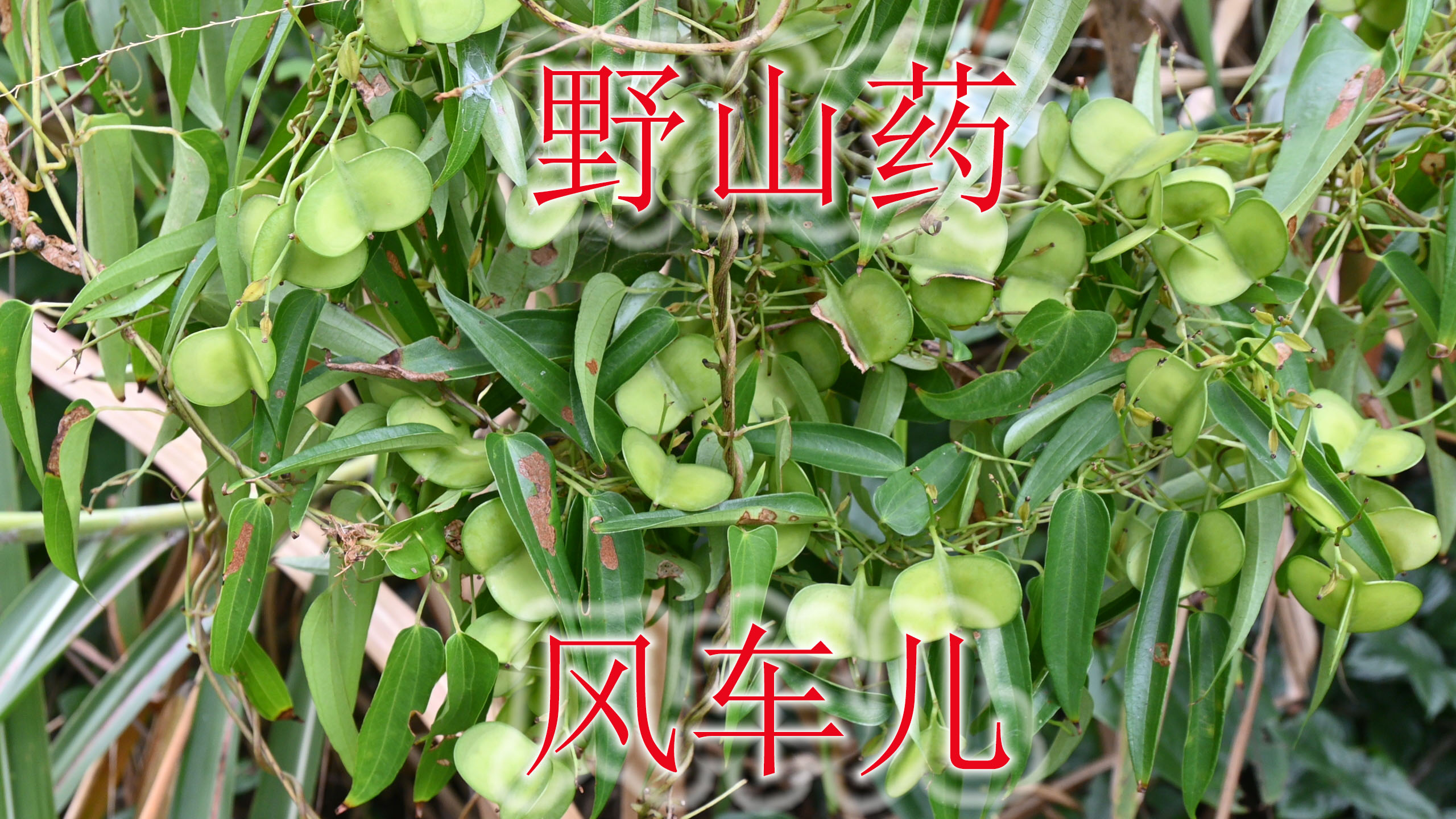 野山药真名“日本薯蓣”,果荚又叫“风车儿”,老人小孩常用到