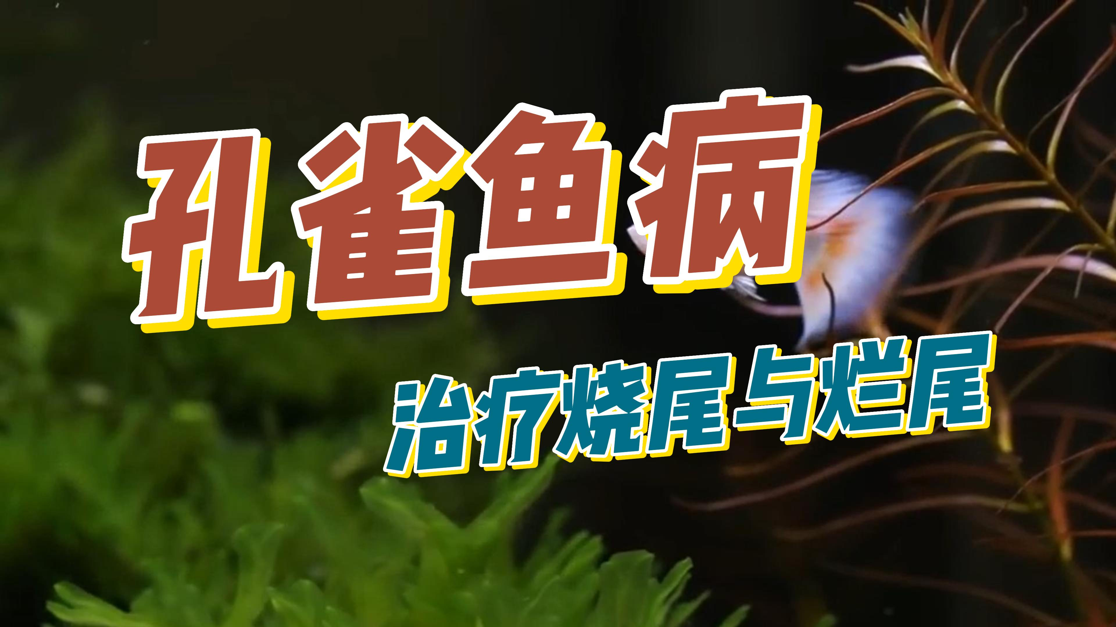 如何治疗孔雀鱼常见的烂尾和烧尾病