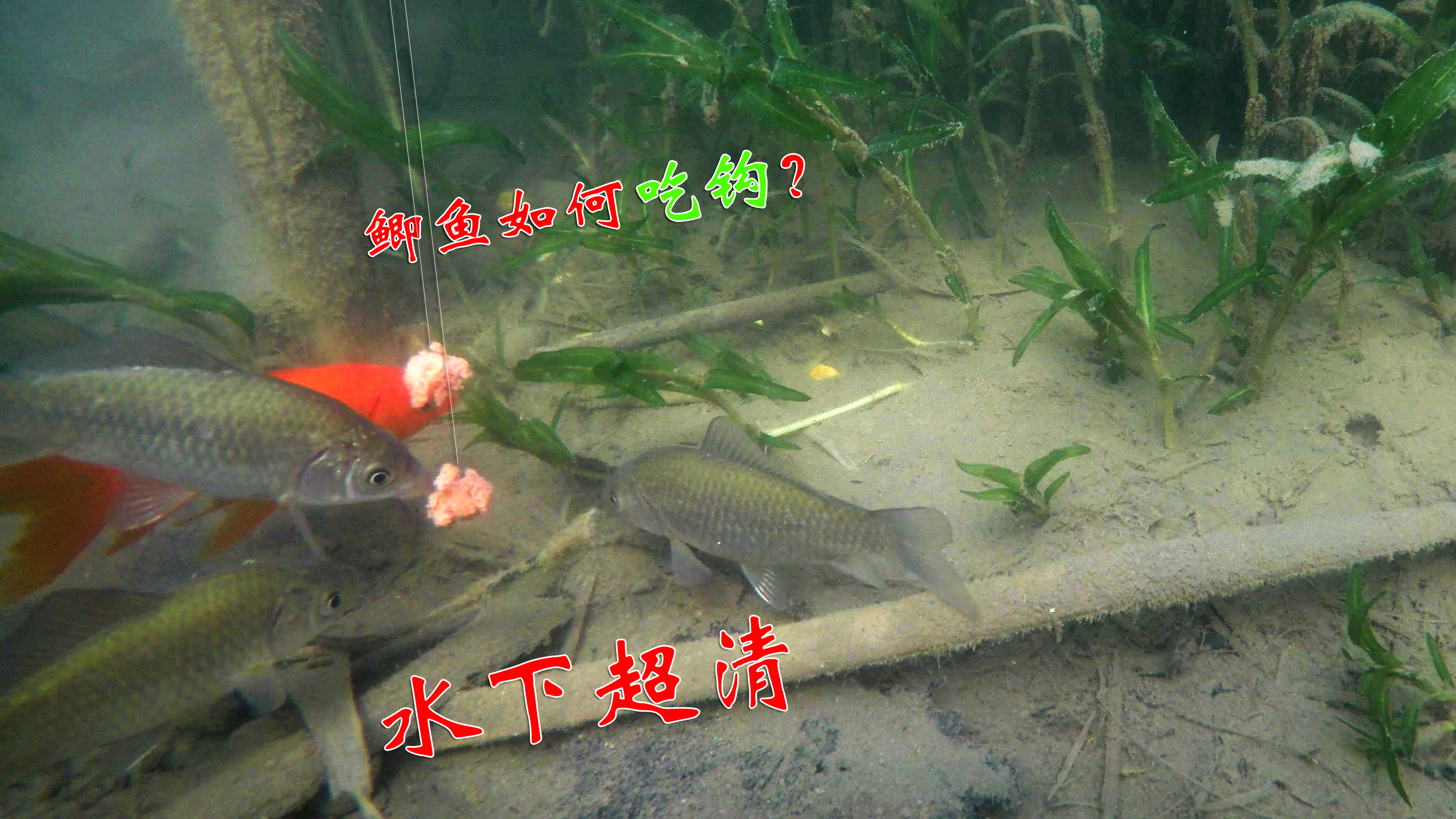 一钩悬浮,一钩触底,鲫鱼选择吃哪个钩?