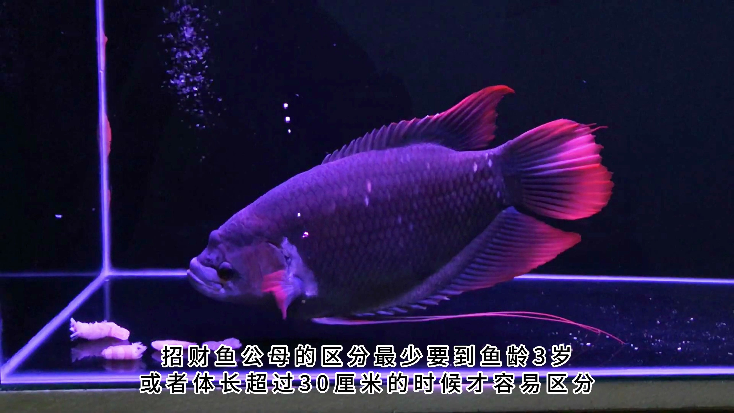 招财鱼怎么分公母,招财鱼公母怎么分,招财鱼公母区分的5种方法