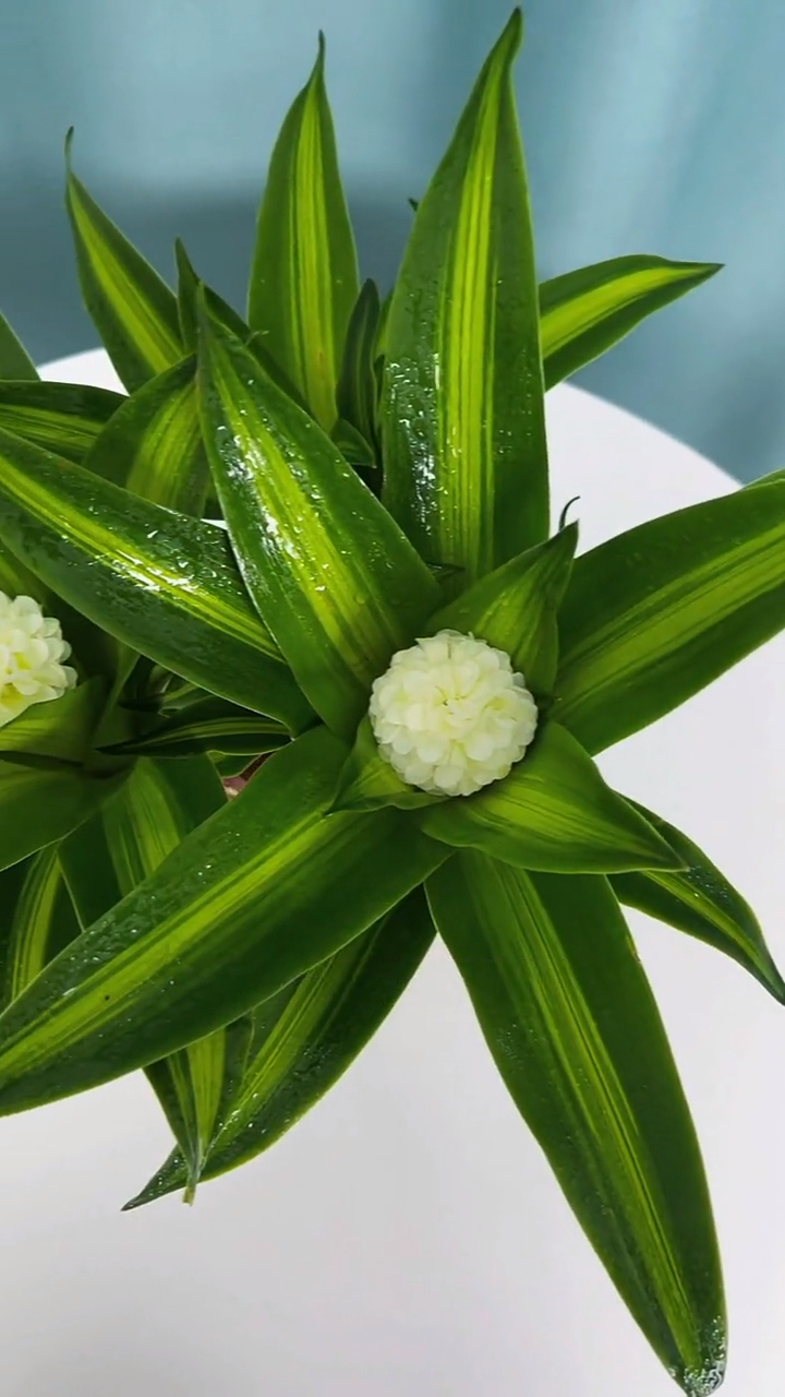 巴西木又叫幸运木,传言说一旦开花就能遇到幸运的事情