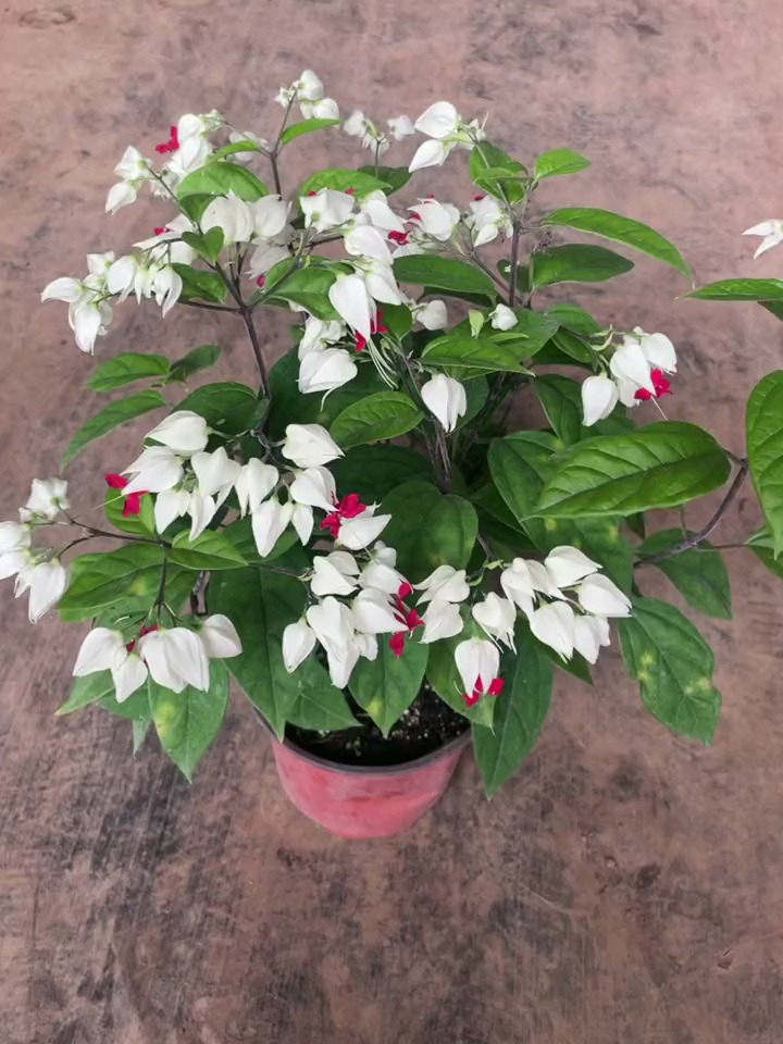 龙吐珠花期长爬藤快花量大繁殖能力强花色优美龙吐珠盆栽