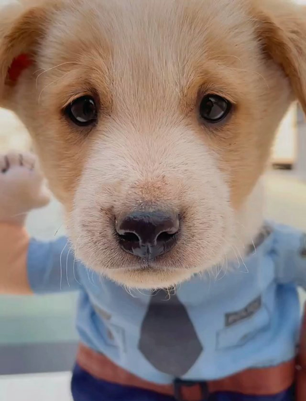 得不到回应的小狗狗委屈的快要哭出来了