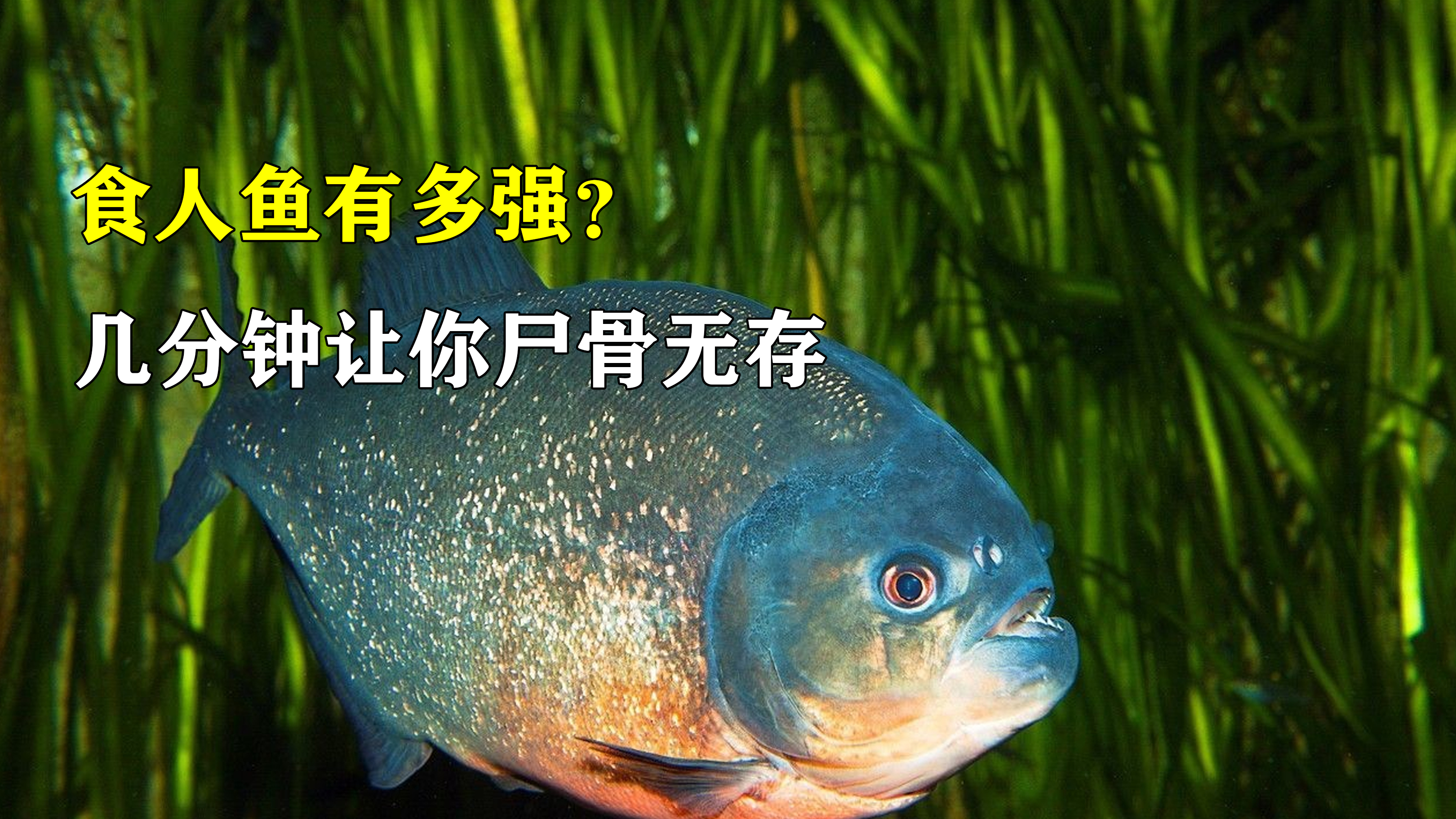 闻风丧胆的食人鱼,鳄鱼都回避它,被称为“水中狼族”