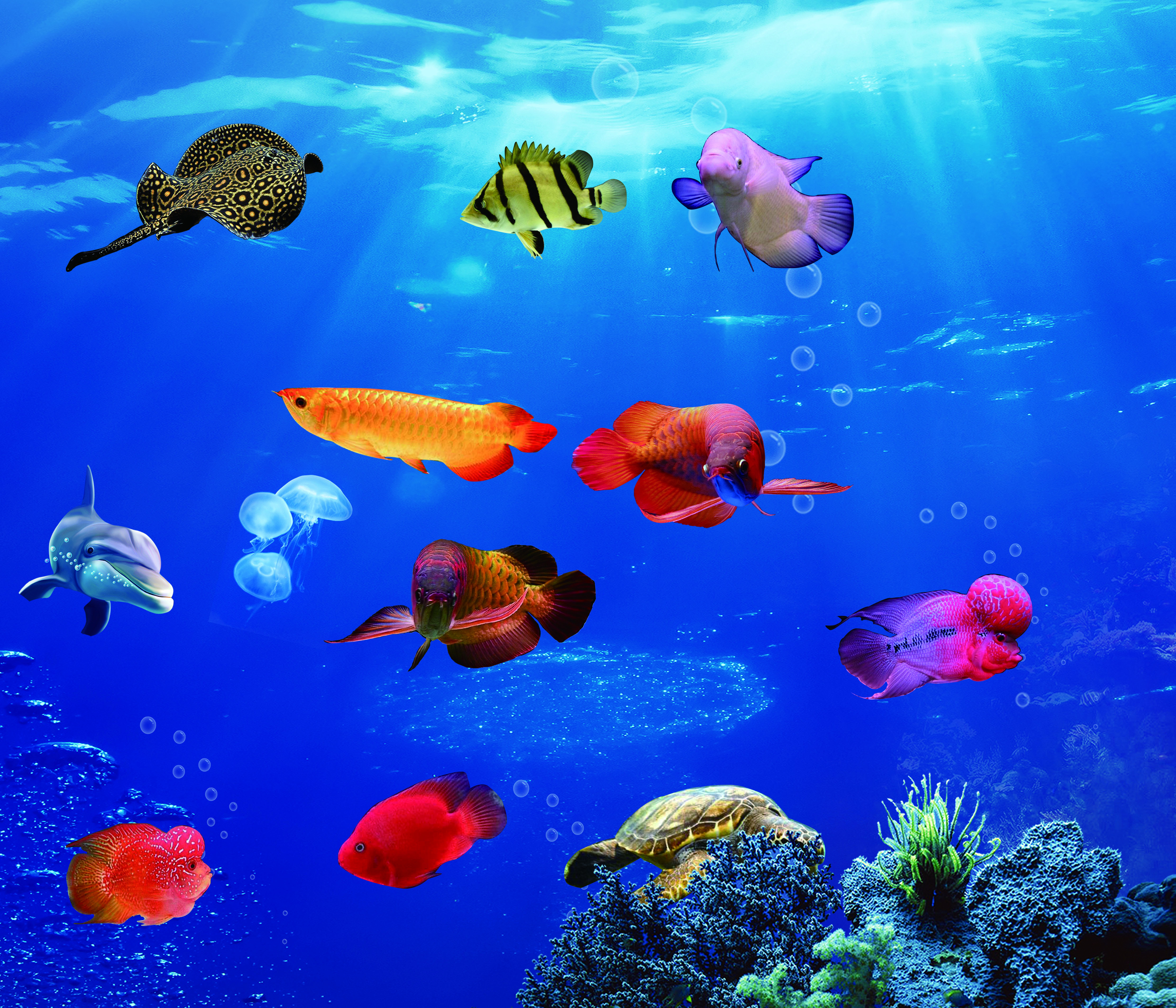 6月11日金龙鱼24厘米满金蓝底过背珠满珠鳞大七鳍2388包邮