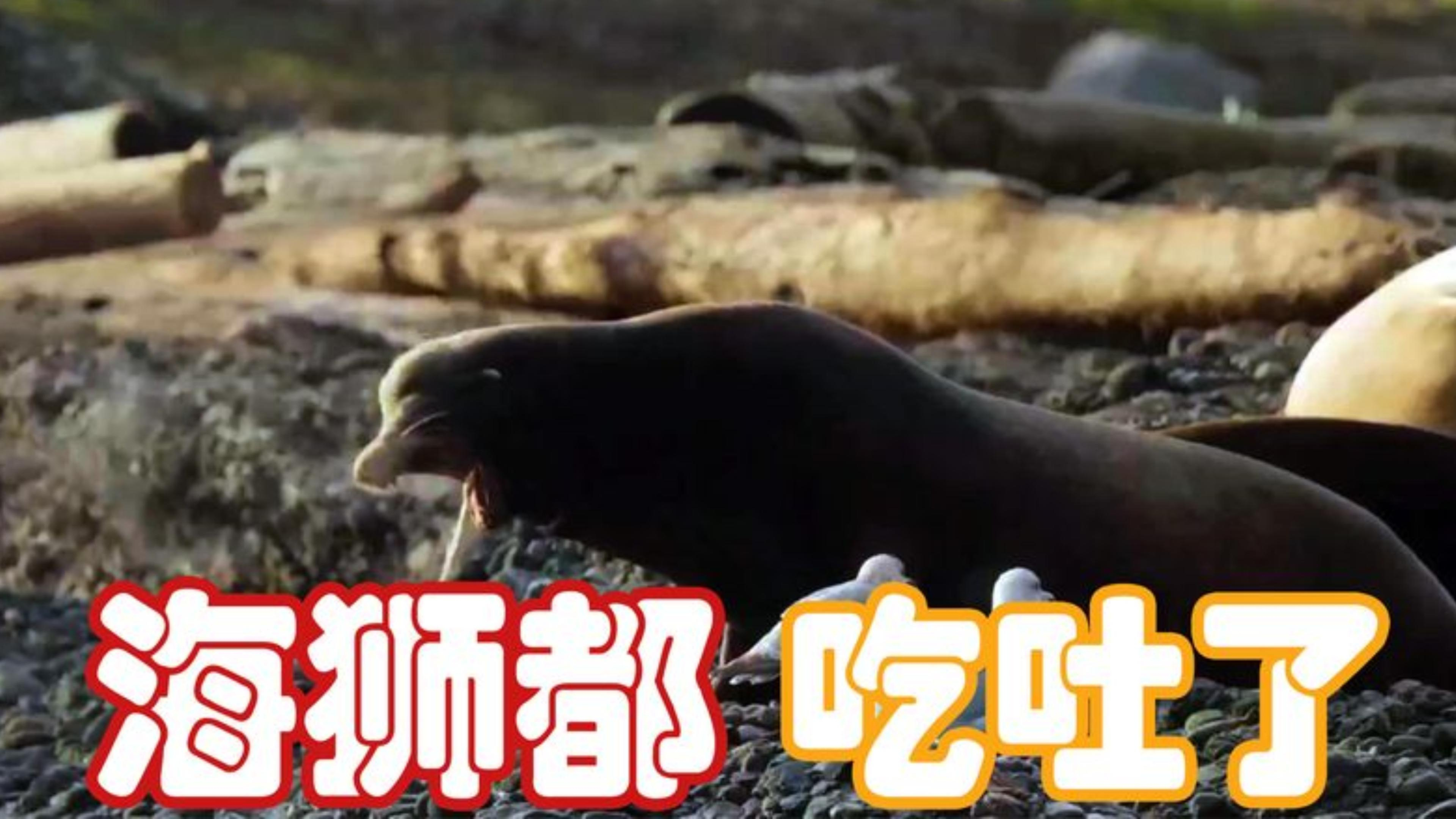 这鱼卵实在是太多了,都把海滩染白了
