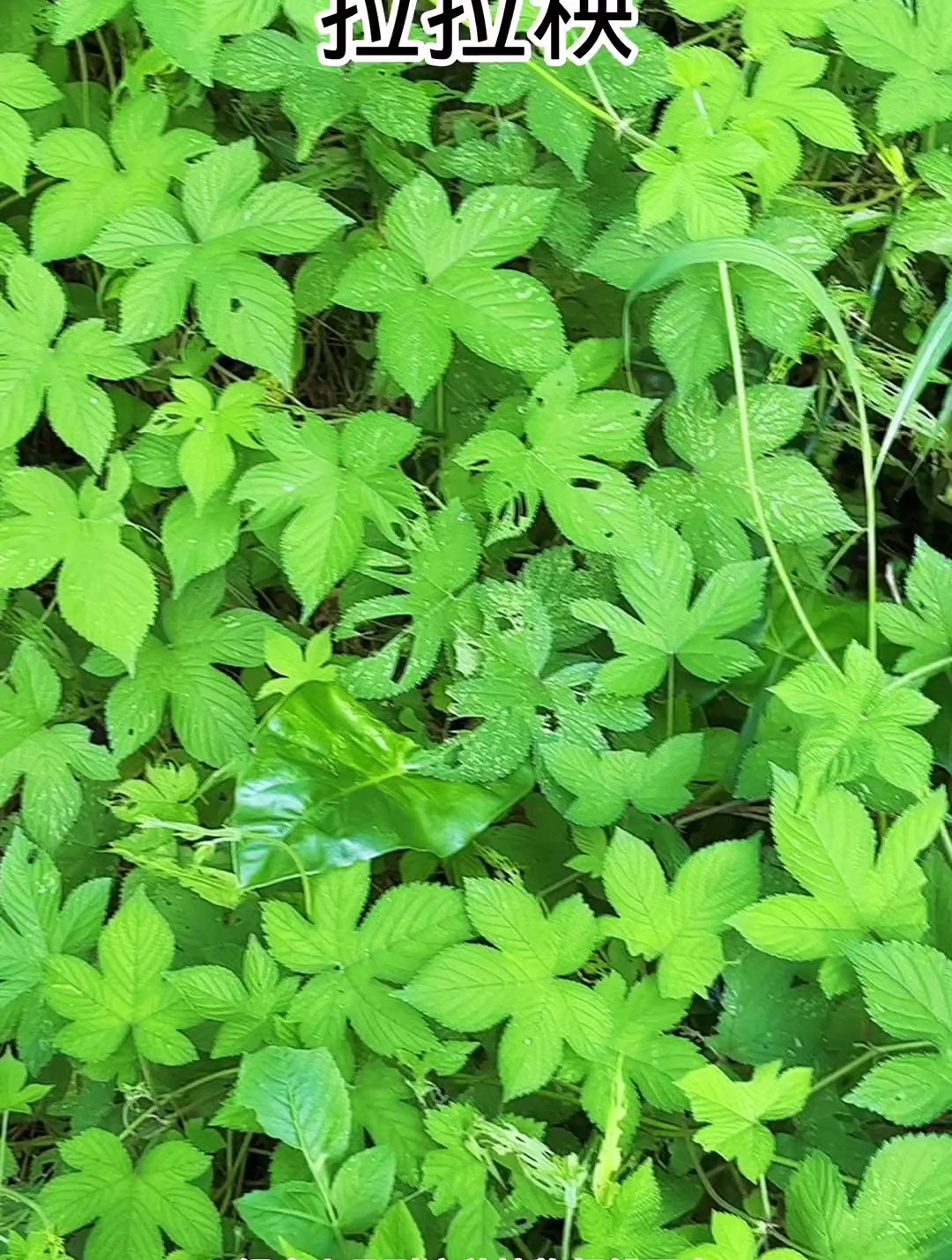 农村路边的拉拉秧 原来还是个好东西-度小视