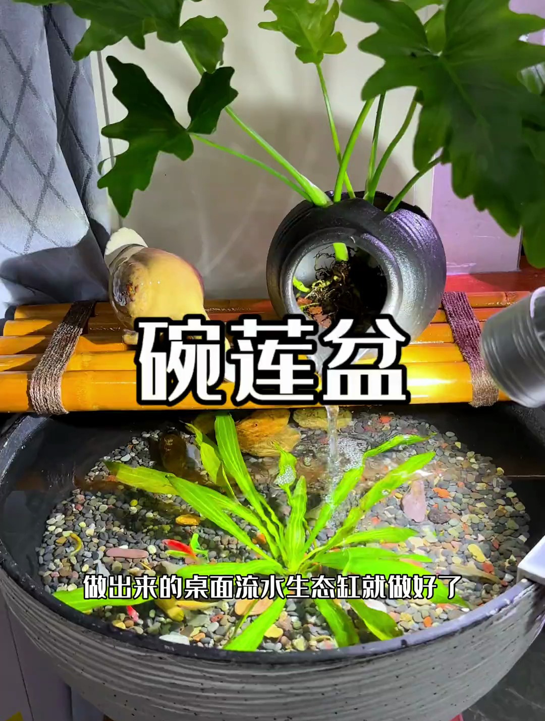 家里没有老水缸,不想占地方想养好鱼的,可以用这个碗莲盆来开缸