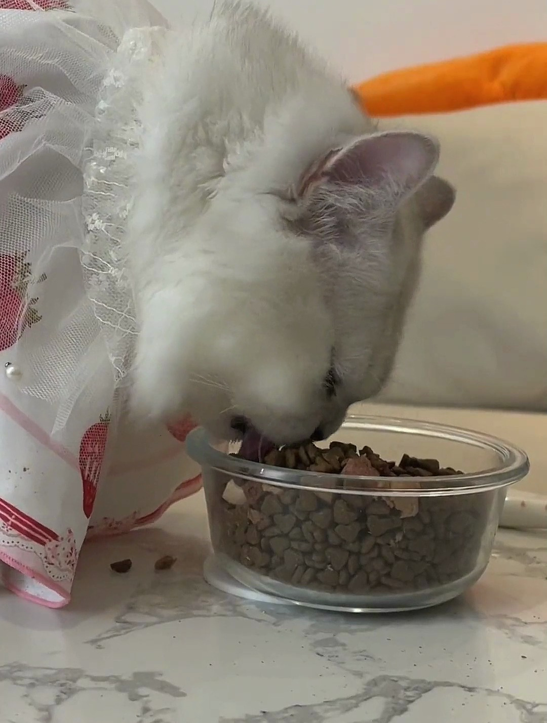 猫咪深渊巨口吃猫粮网友:嘴那么大没吃多少-度小视