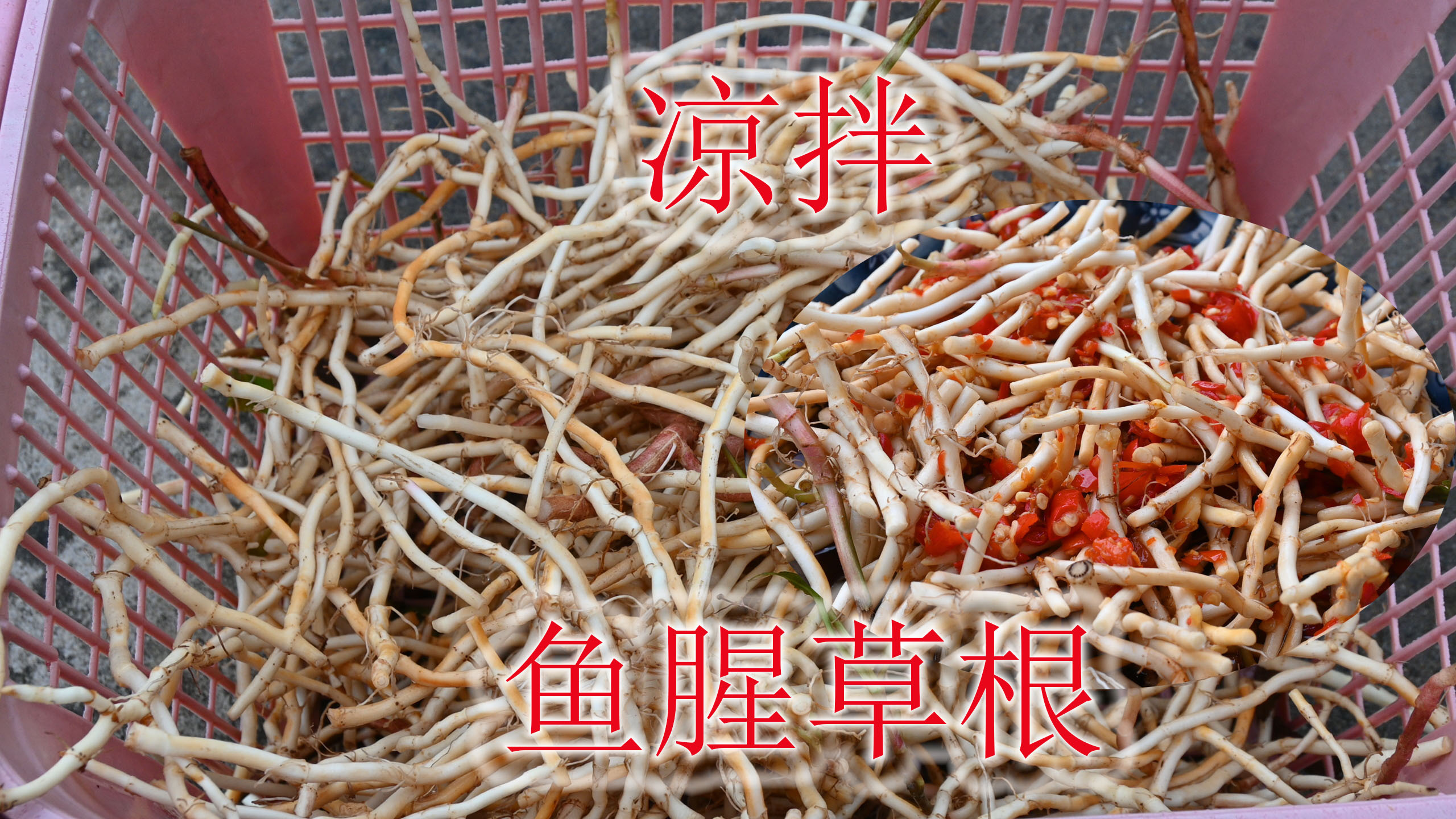 野味十足的“鱼腥草根”,挖点回家凉拌来吃,难得下饭又爽口