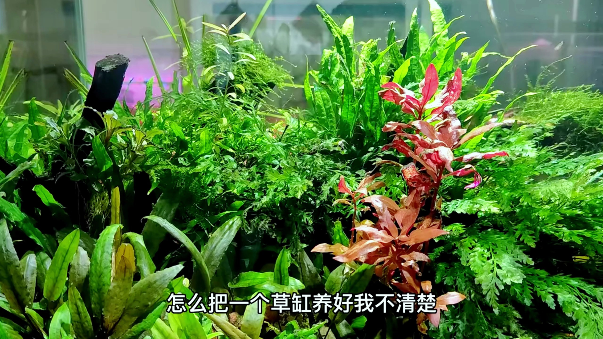 为什么说草缸不能养冷水鱼?它们会干你想不到的蠢事!