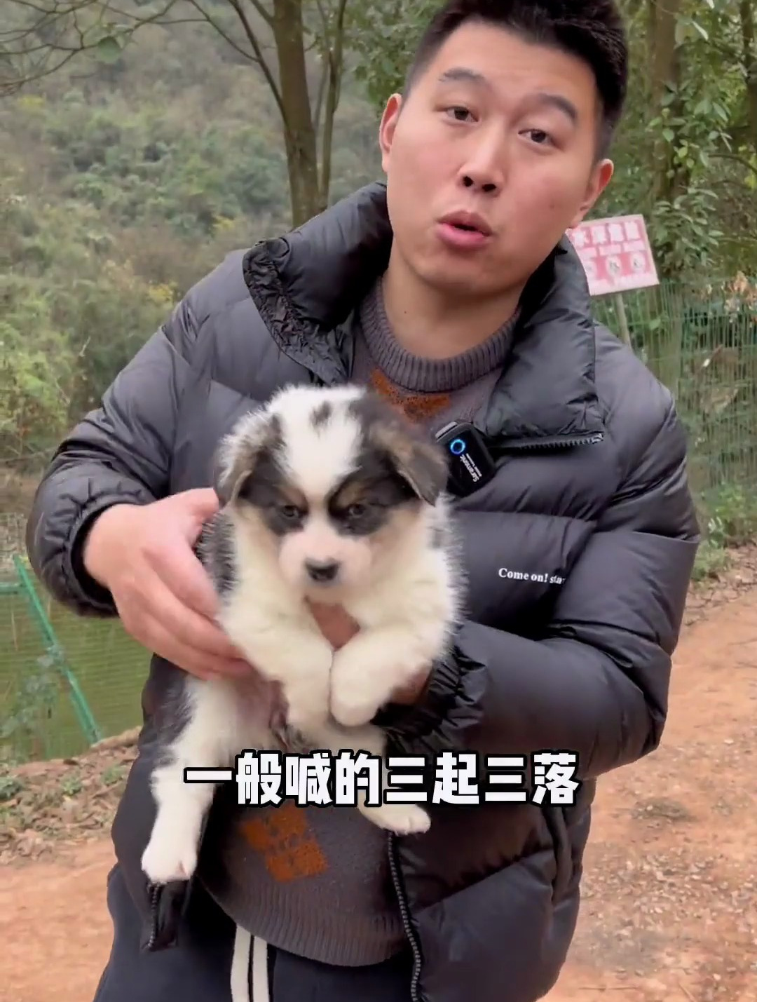 拿下一窝柯基和一窝拉布拉多,太肥了
