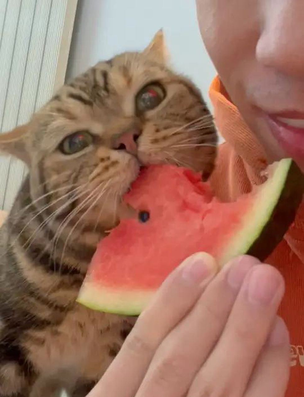 夏天来了,谁还没吃过西瓜呢?原来猫咪也要过夏天!