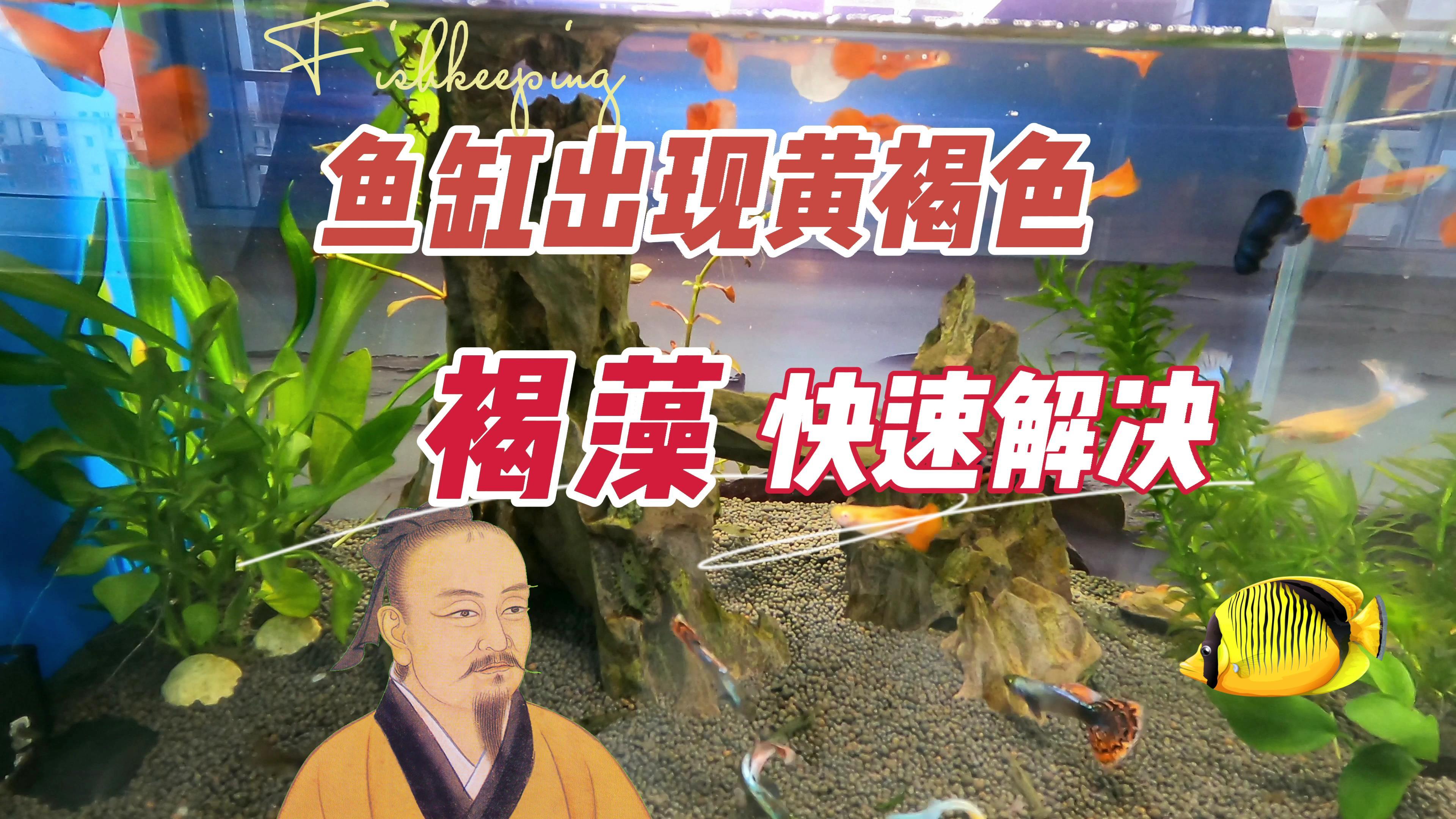 鱼缸出现黄褐色生锈一样,快速解决褐藻:养鱼笔记第3季46集